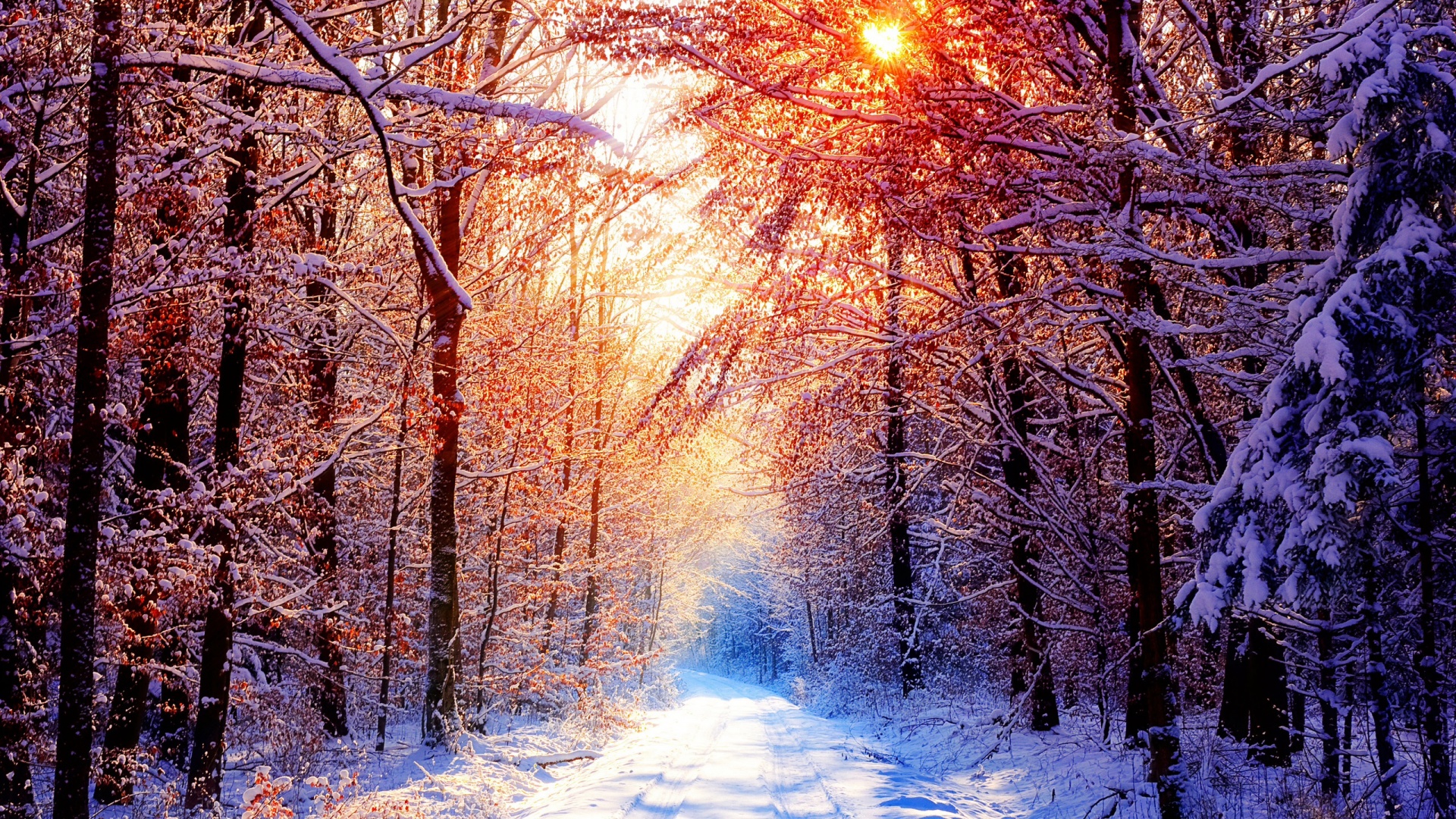 Winter Sun Desktop Pc And Mac Wallpaper
