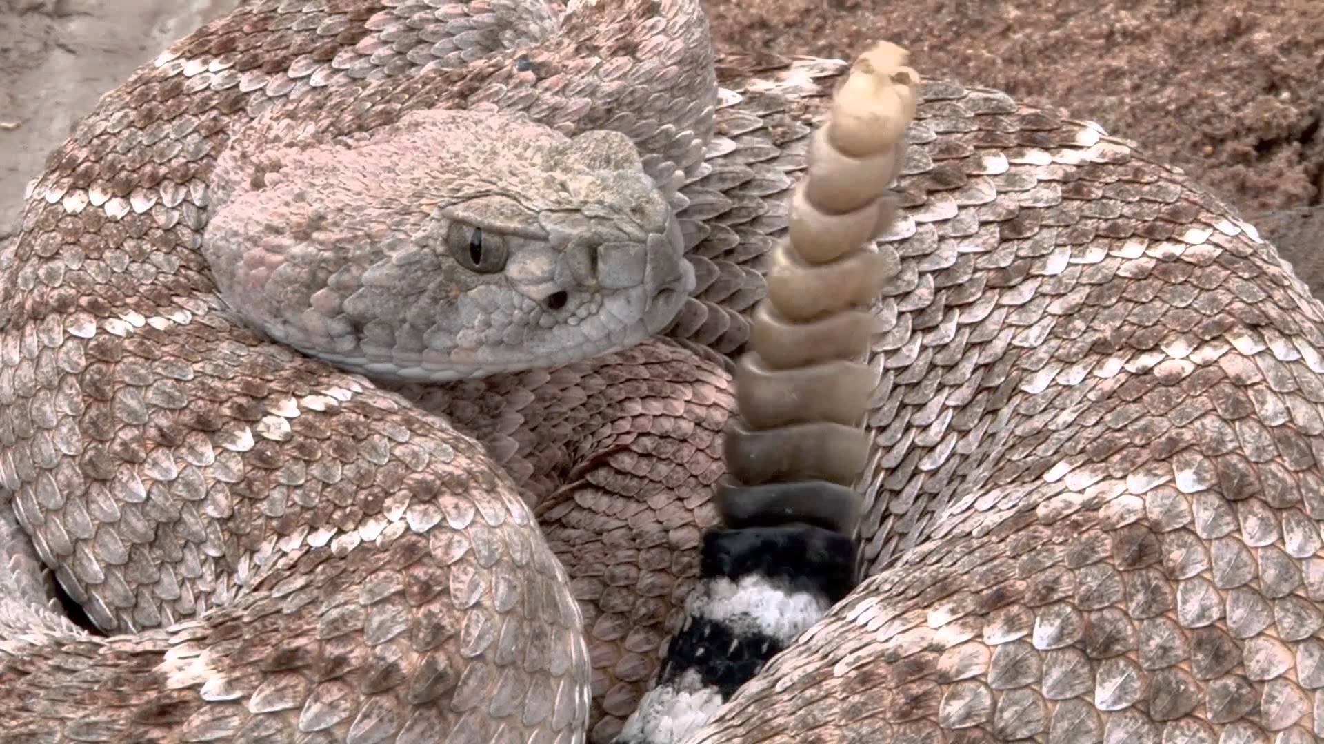 Snake Reptile Snakes Predator Rattlesnake Wallpaper Background