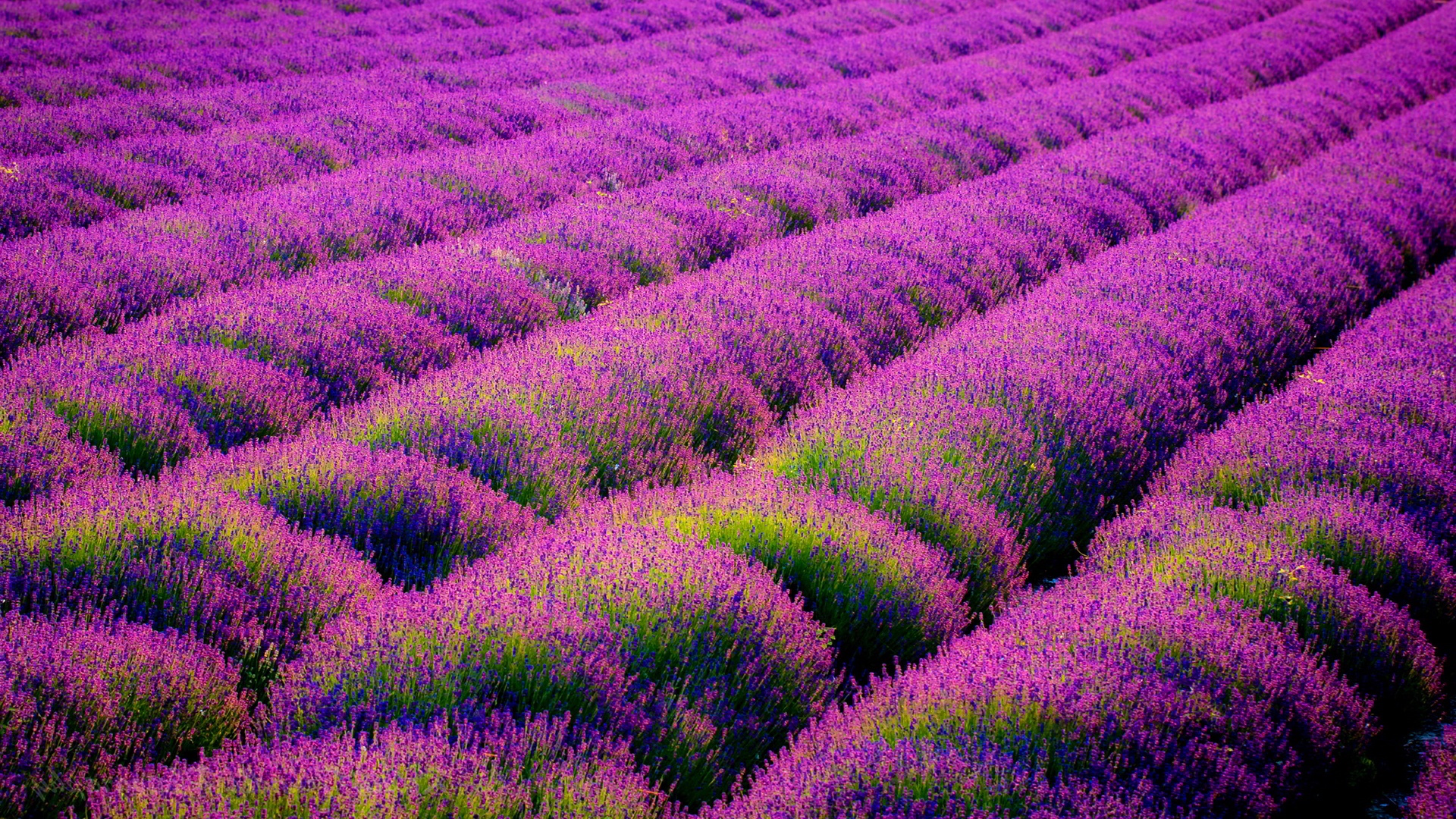Lavender Field Wallpaper High Definition Quality