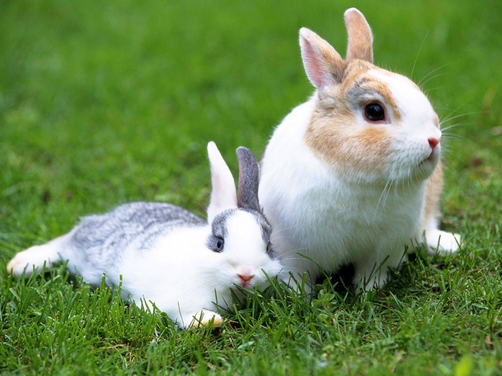 Funny and Cute Rabbits Wallpaper My image