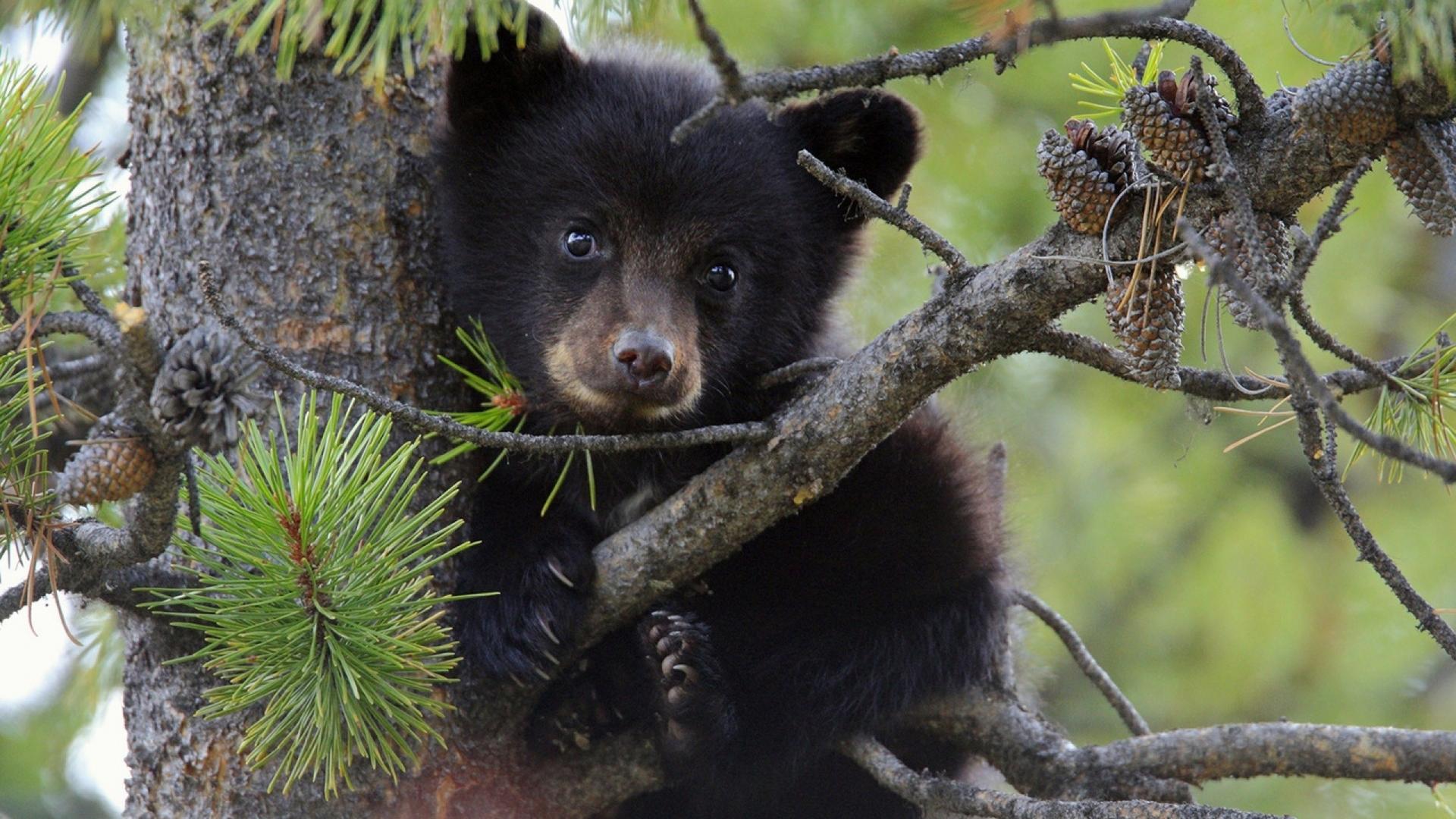 Climbing Trees Animals Bears Black Bear Baby Wallpaper