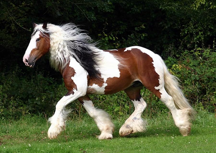 Another Image Of The Beautiful Gypsy Cob Stallion Pixdaus
