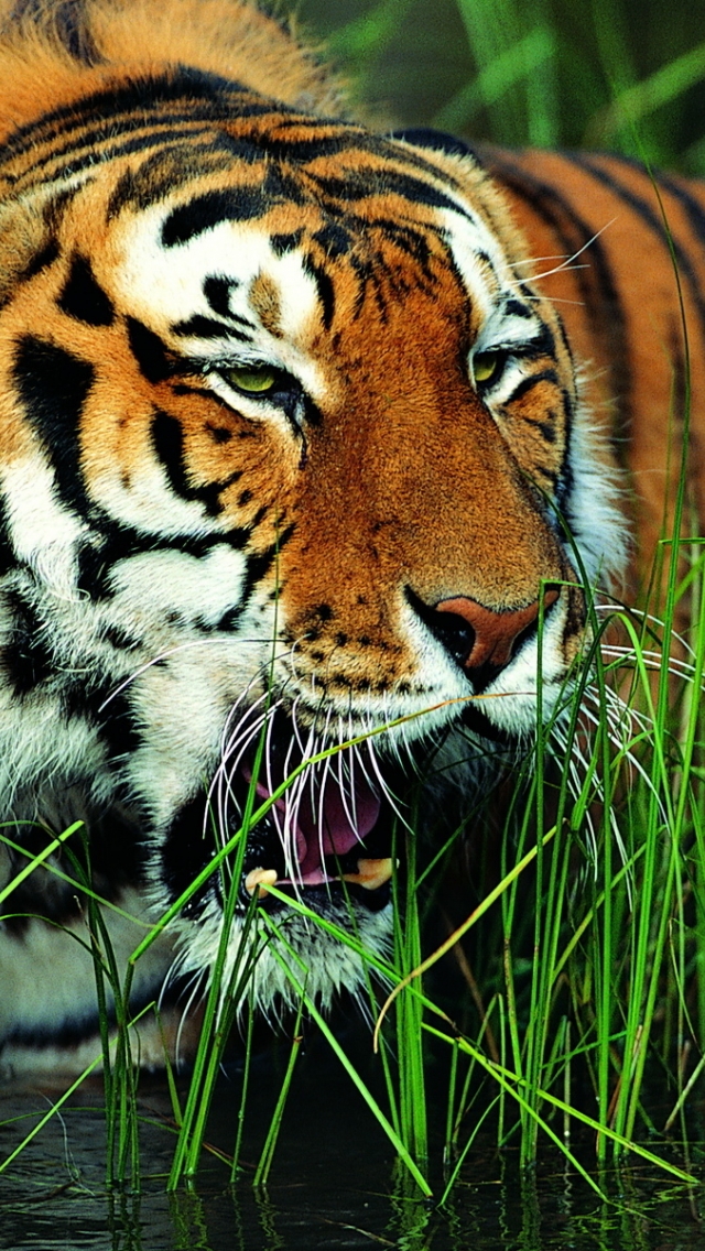 HD Background Gorgeous Wallpaper Tiger