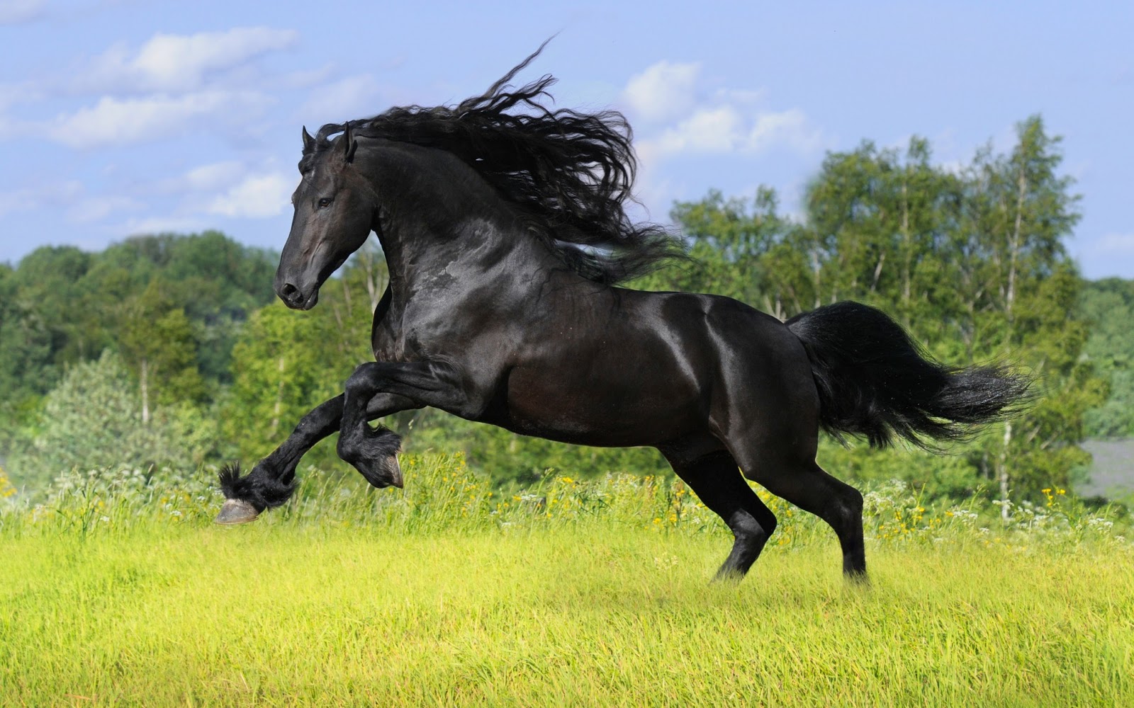 Wild Horses HD Wallpaper Check Out The Cool Image