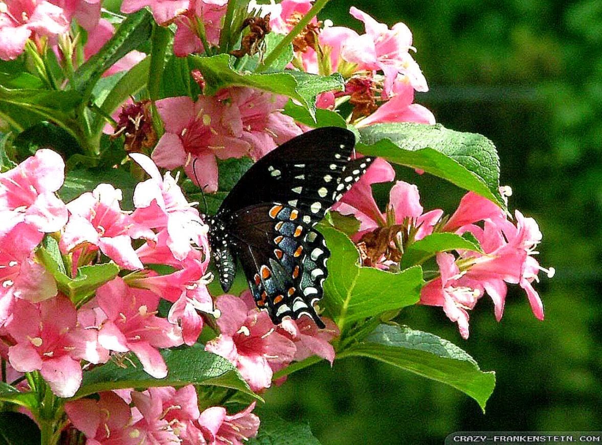 Beautiful Spring Photos Butterflies Wallpaper HD
