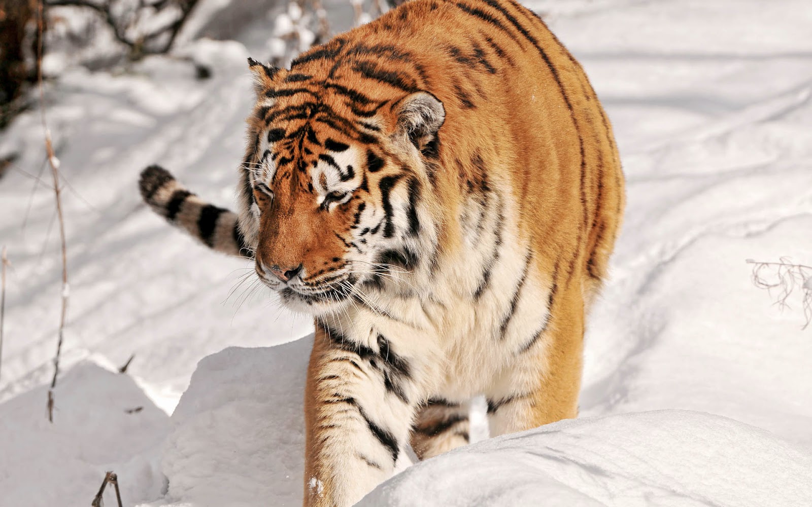 Wallpaper Of A Tiger Walking Through The Snow HD Tigers Jpg