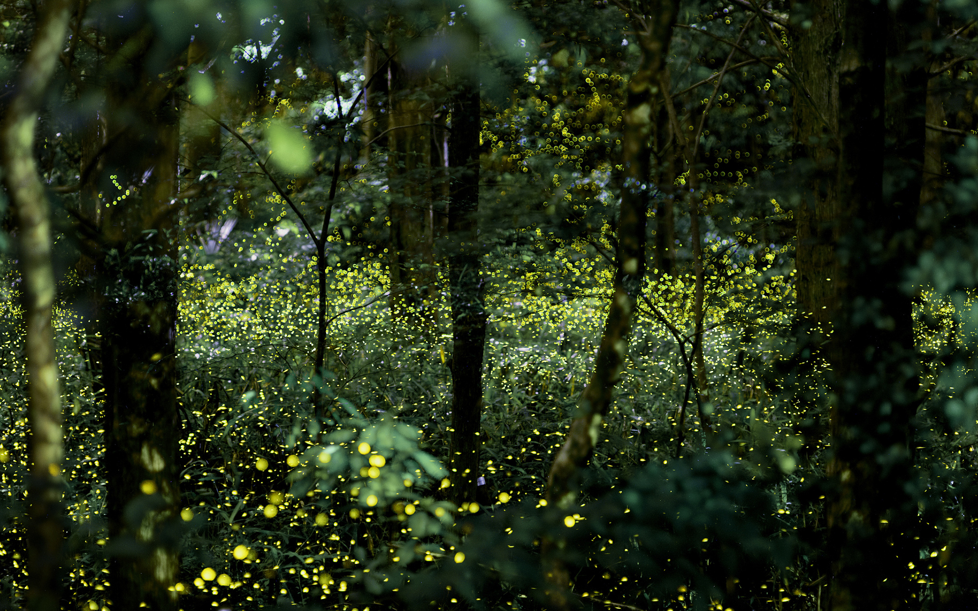 Fireflies Forest Wallpaper Daytime