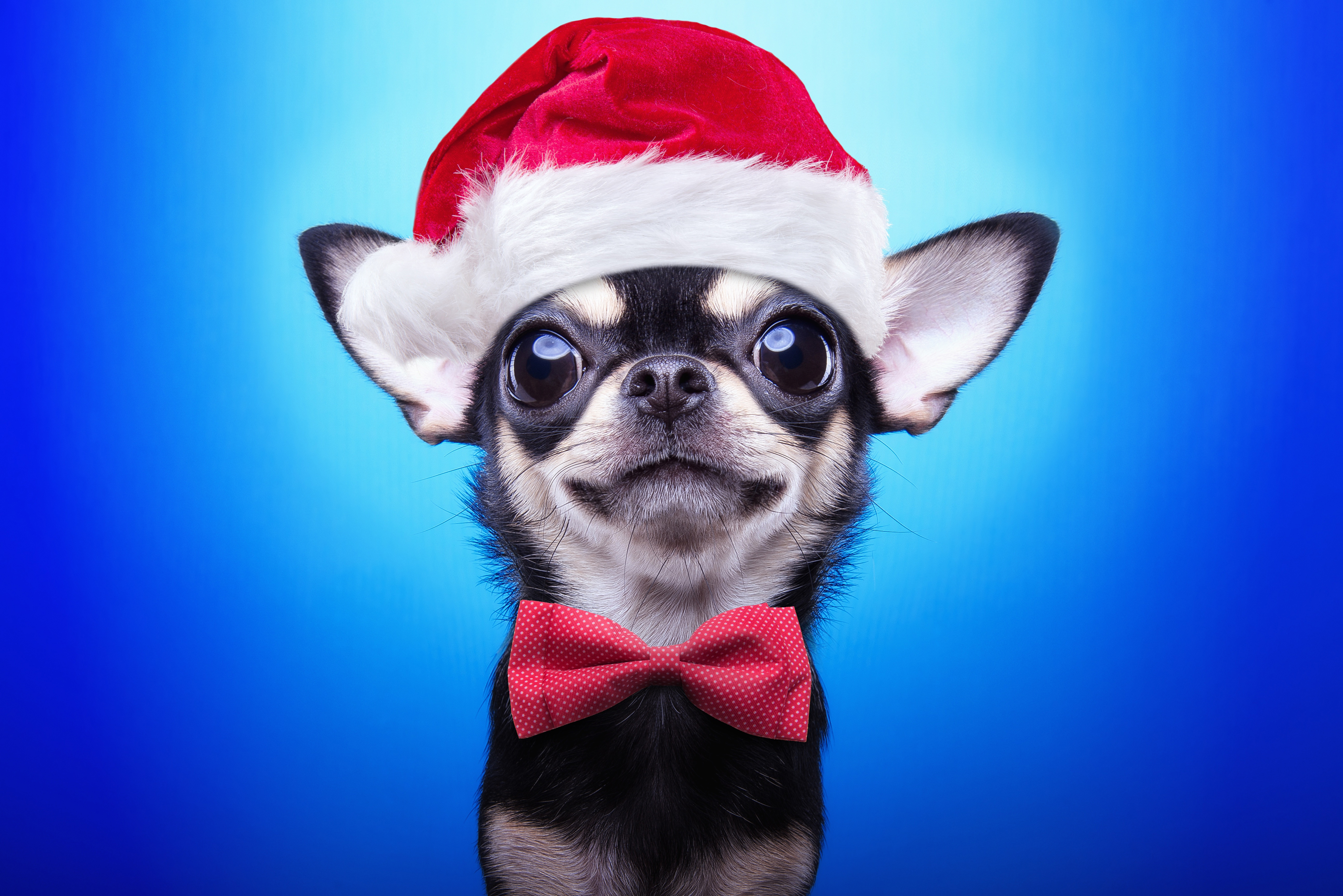 A charming chihuahua dog wearing a Santa hat and a red bow tie, posing against a vibrant blue background, embodying the festive spirit of a preppy Christmas