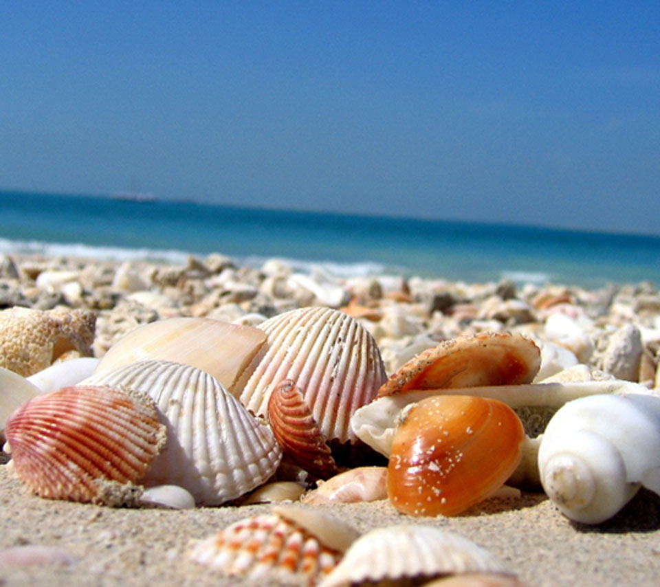 Shell Shells Beach Sand Wallpaper Beauty Hope Blue