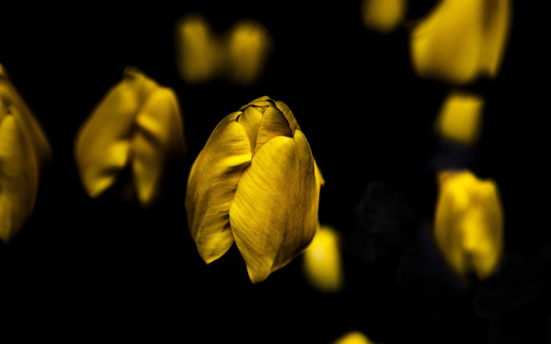 Neon Yellow Wallpaper