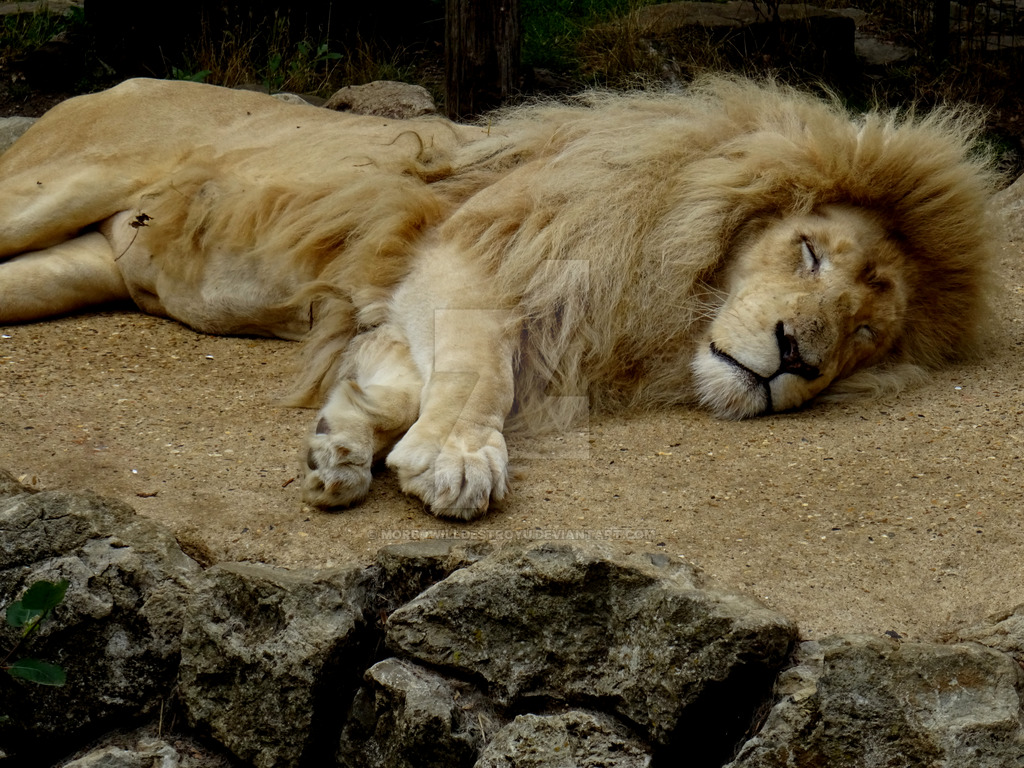 Sleeping Lion By Morbowilldestroyu