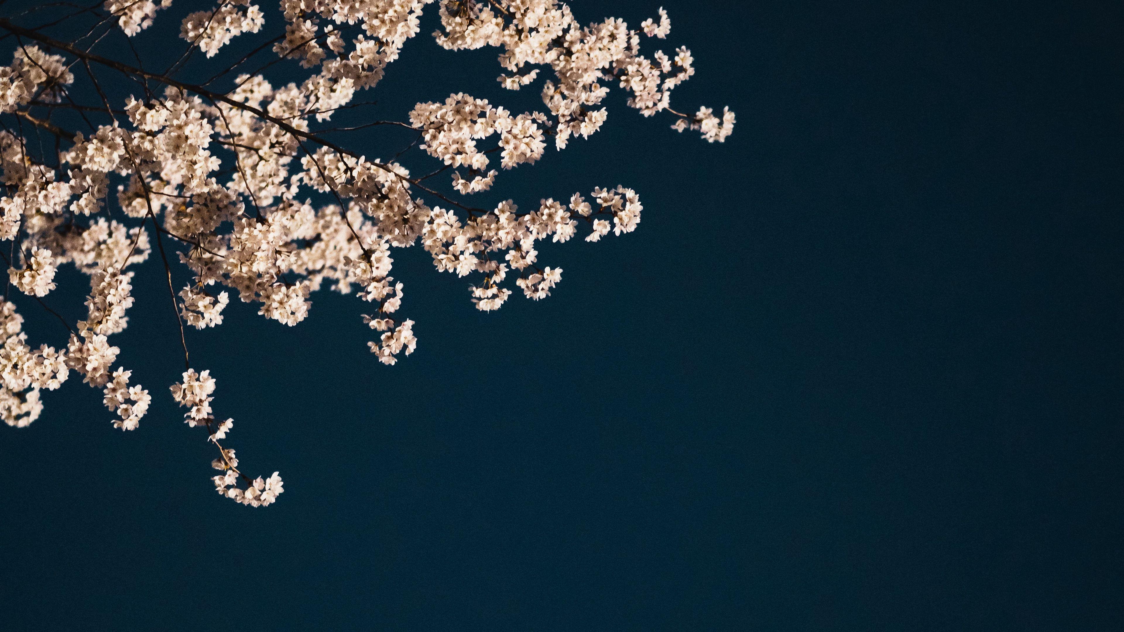 Download wallpaper 3840x2160 sakura branches flowers minimalism