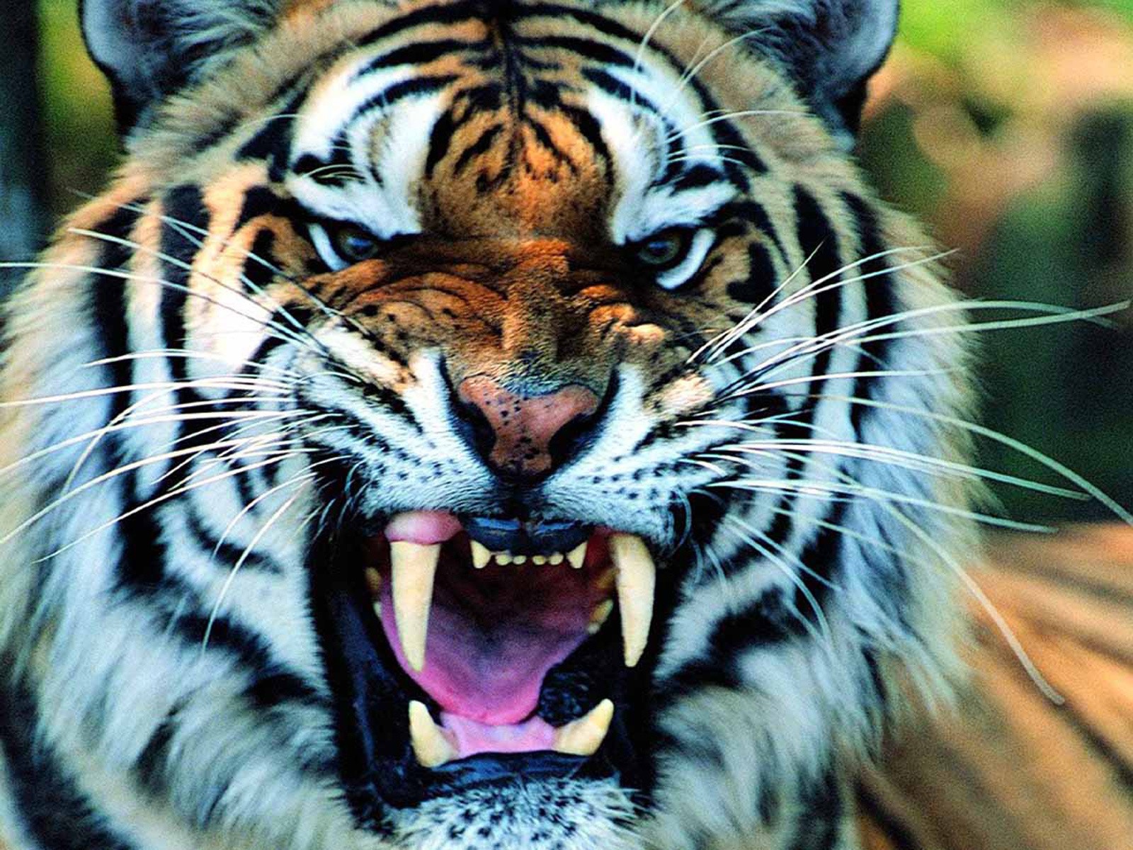 Tiger Face Long Sharp Teeth HD Animal Wallpaper