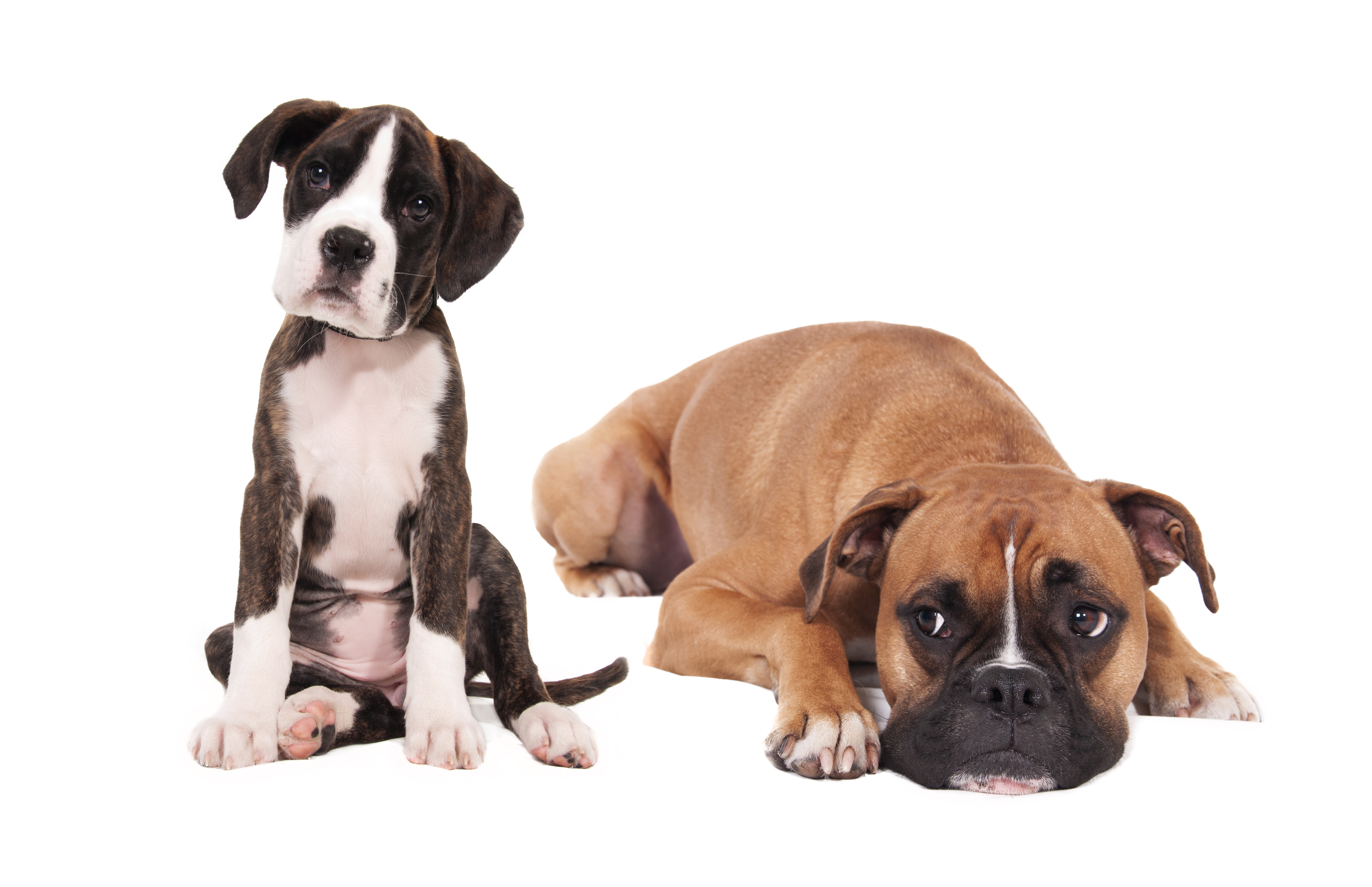 Adult Boxers On A White Background Wallpaper And Image