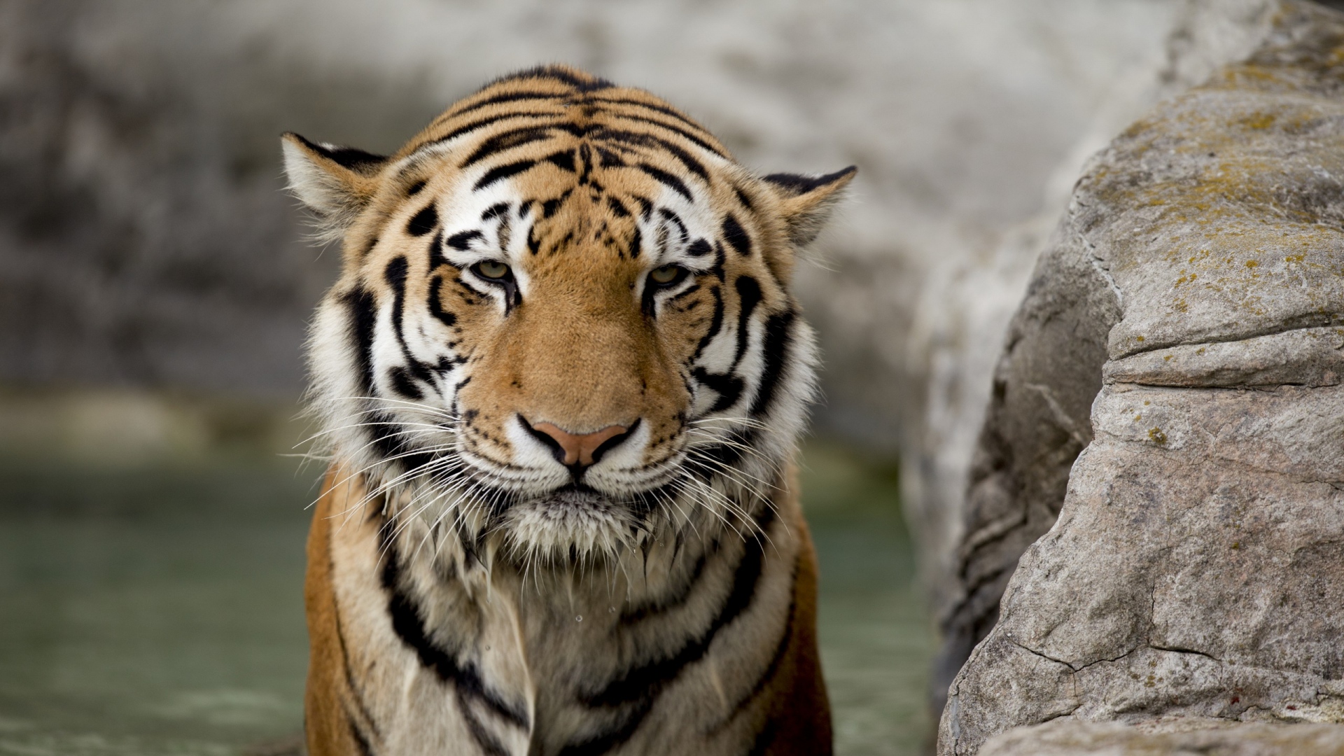 Wallpaper Tiger Face Stone Big Cat Full HD 1080p