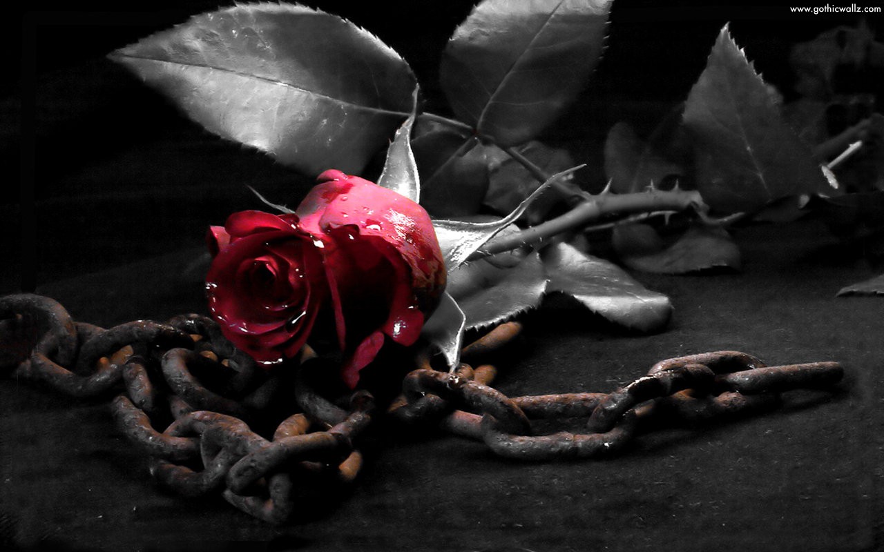 Rose With Metal Chain Gothic Wallpaper Dark
