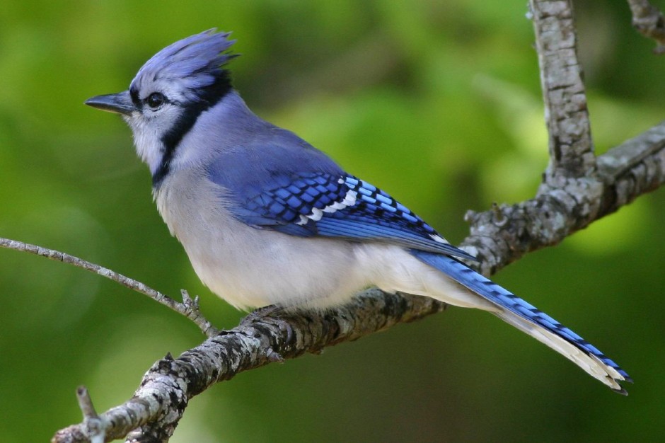 The Blue Jay Canadian Lovely Bird Basic Facts Information Beauty