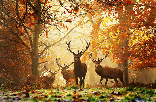 Fall Deer Cute Love Image On Favim