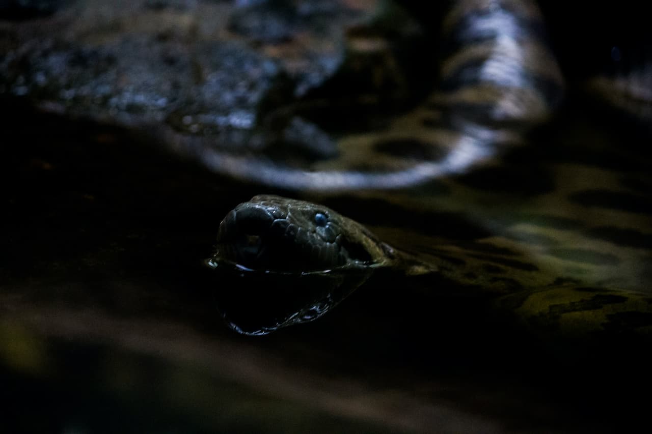 The Green Anaconda Wallpaper