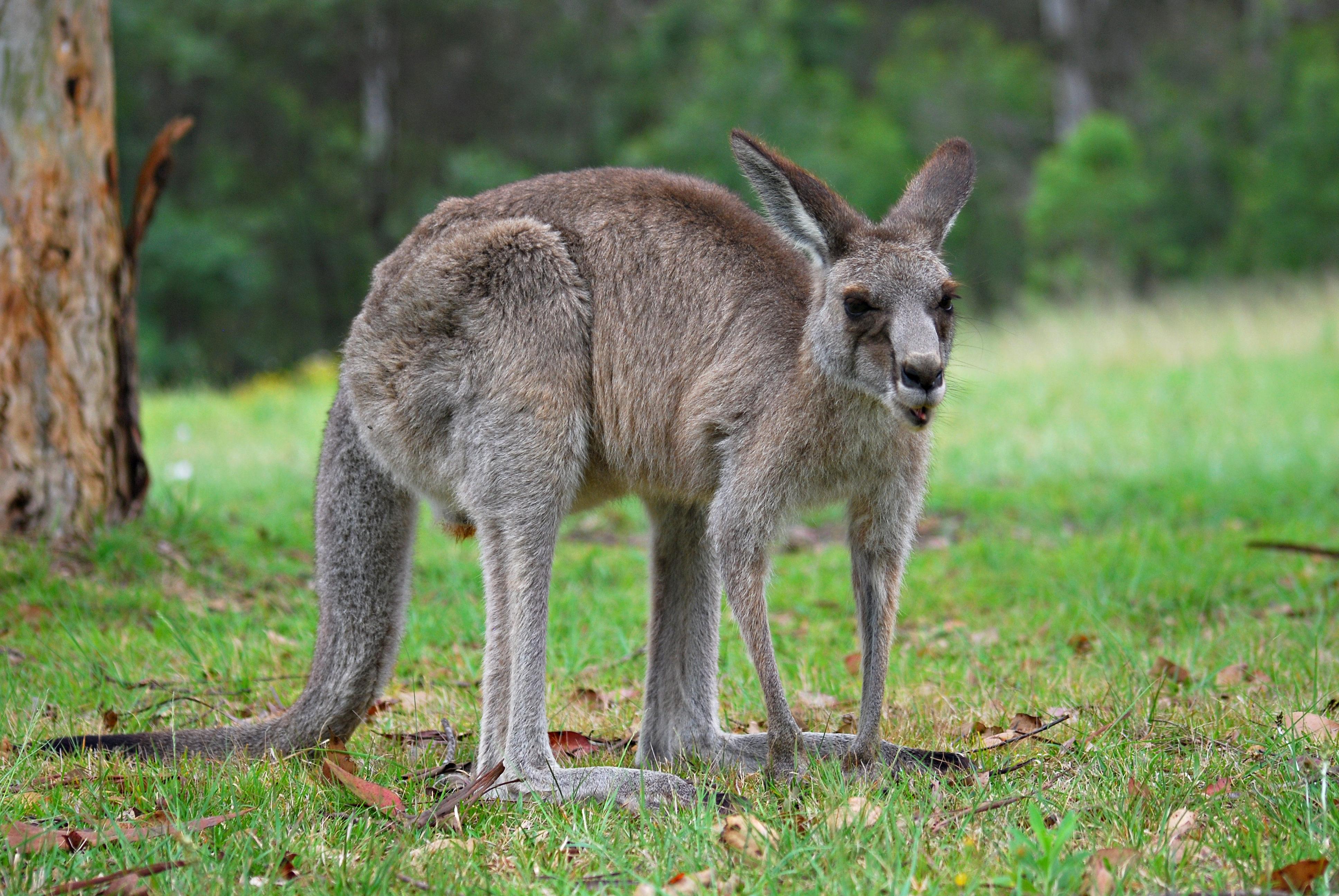 Kangaroo   Wikipedia