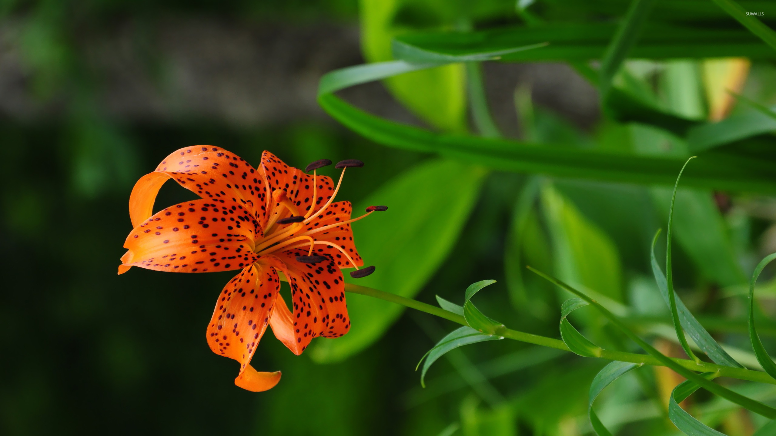 Tiger Lily Wallpaper Flower