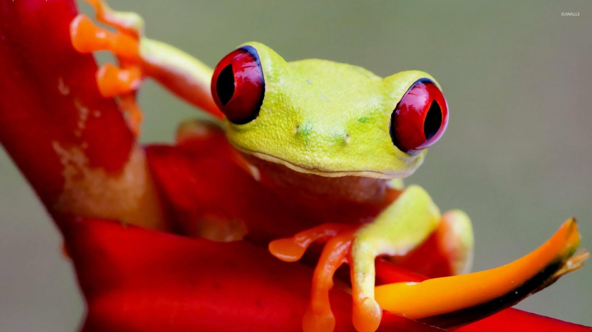 Free download Red eyed tree frog wallpaper Animal wallpapers 33700