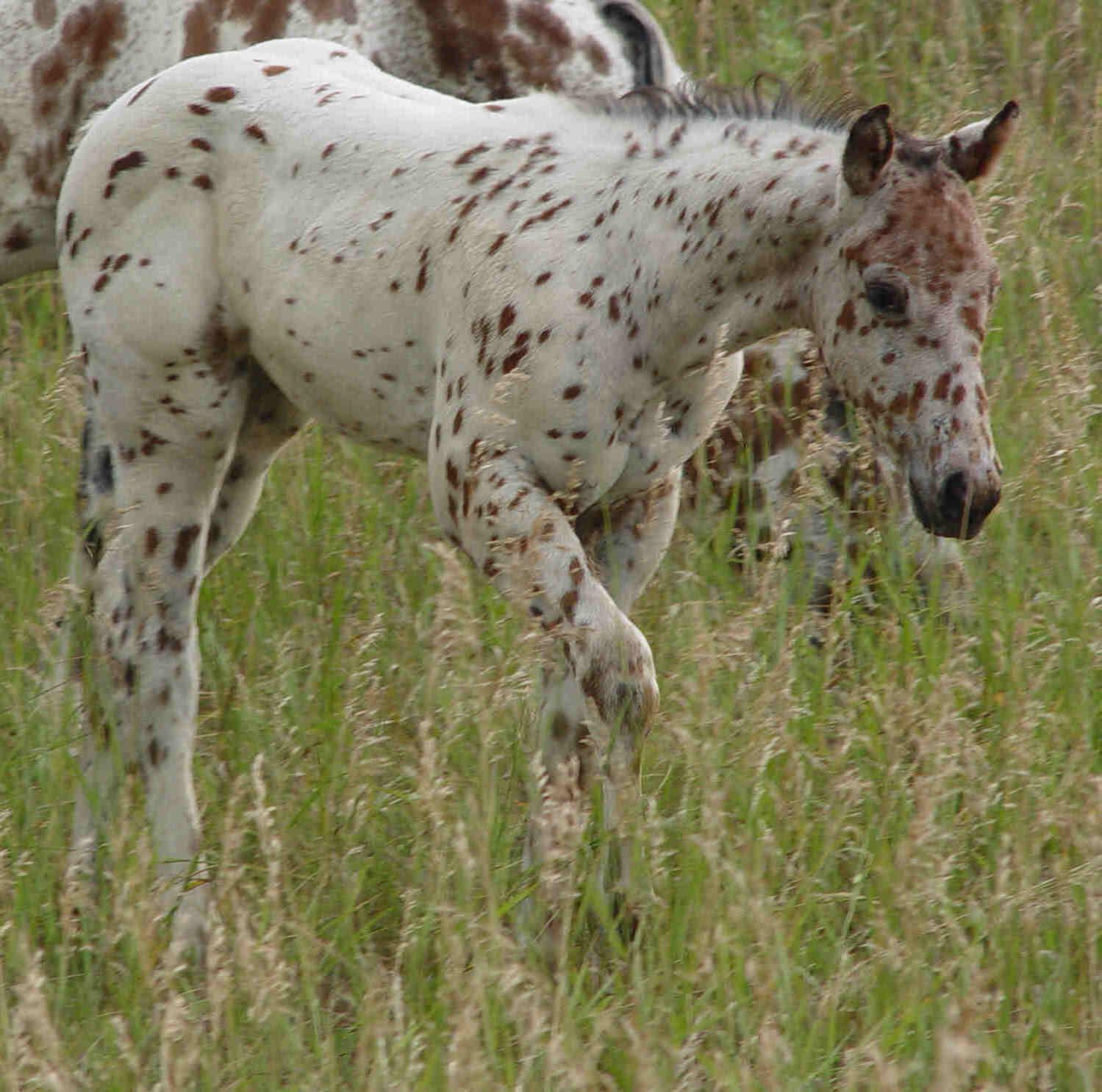 Appaloosa Horse Photo Cute Pictures