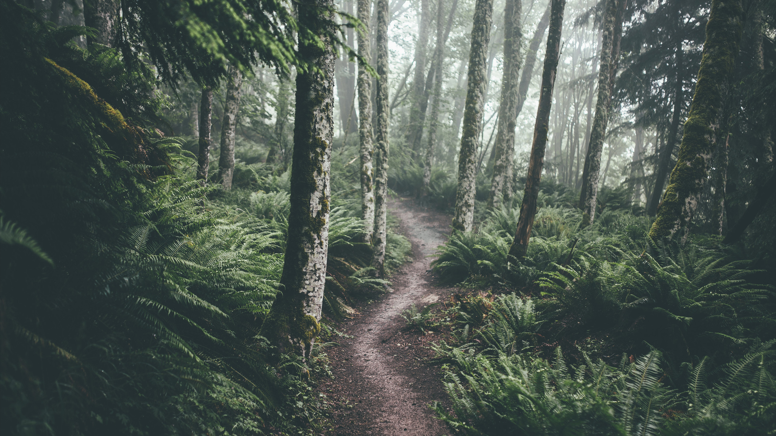 Forest Green Wallpaper
