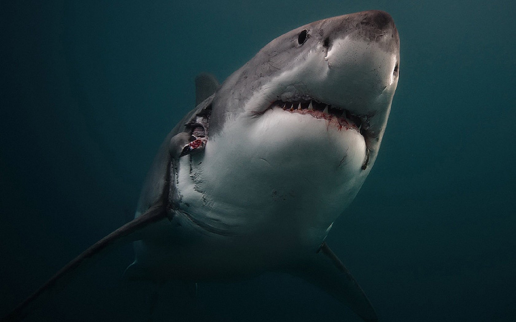 Great White Shark Wallpaper Animal   great white shark