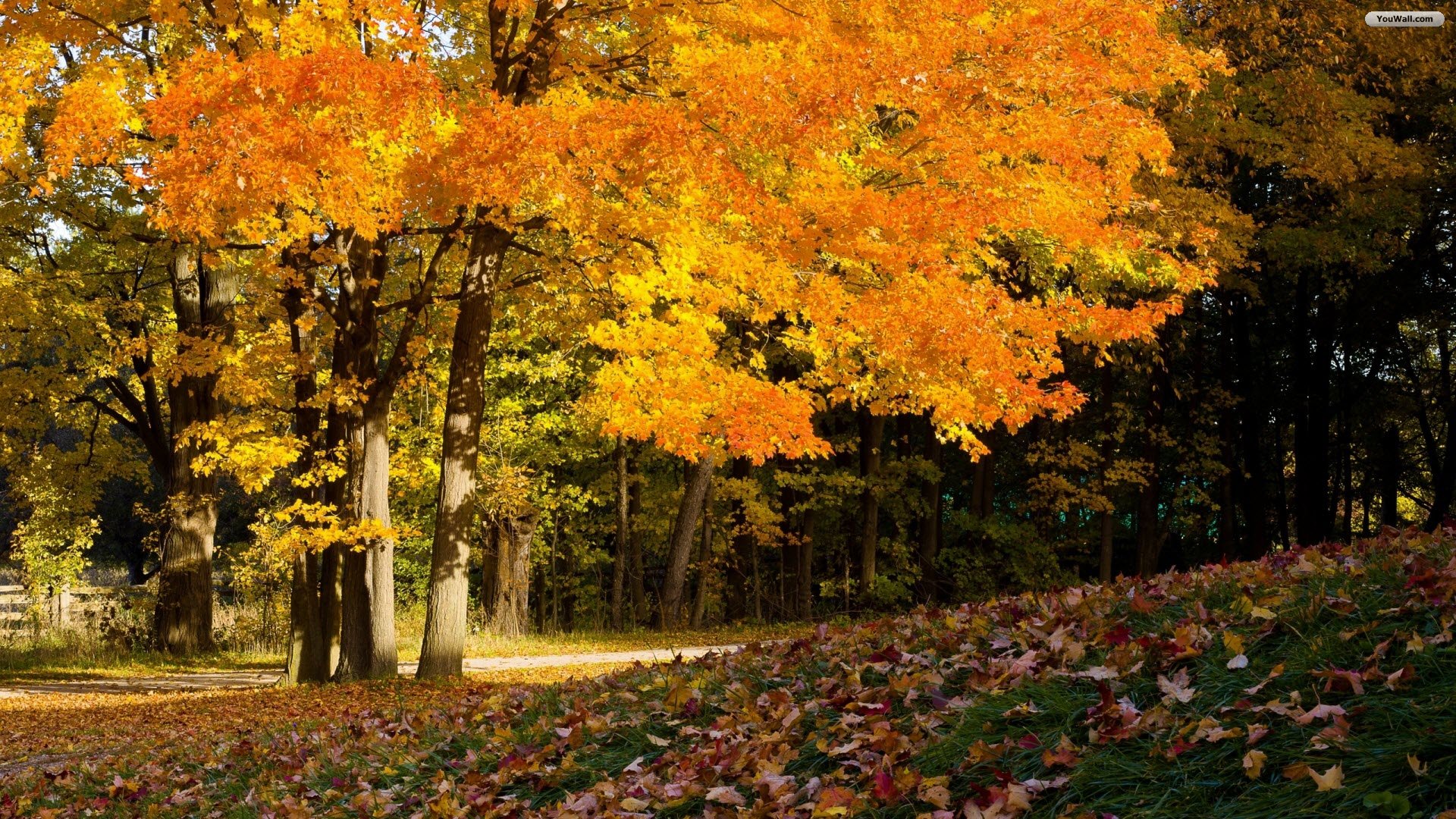 Autumn Yellow Tree Wallpaper
