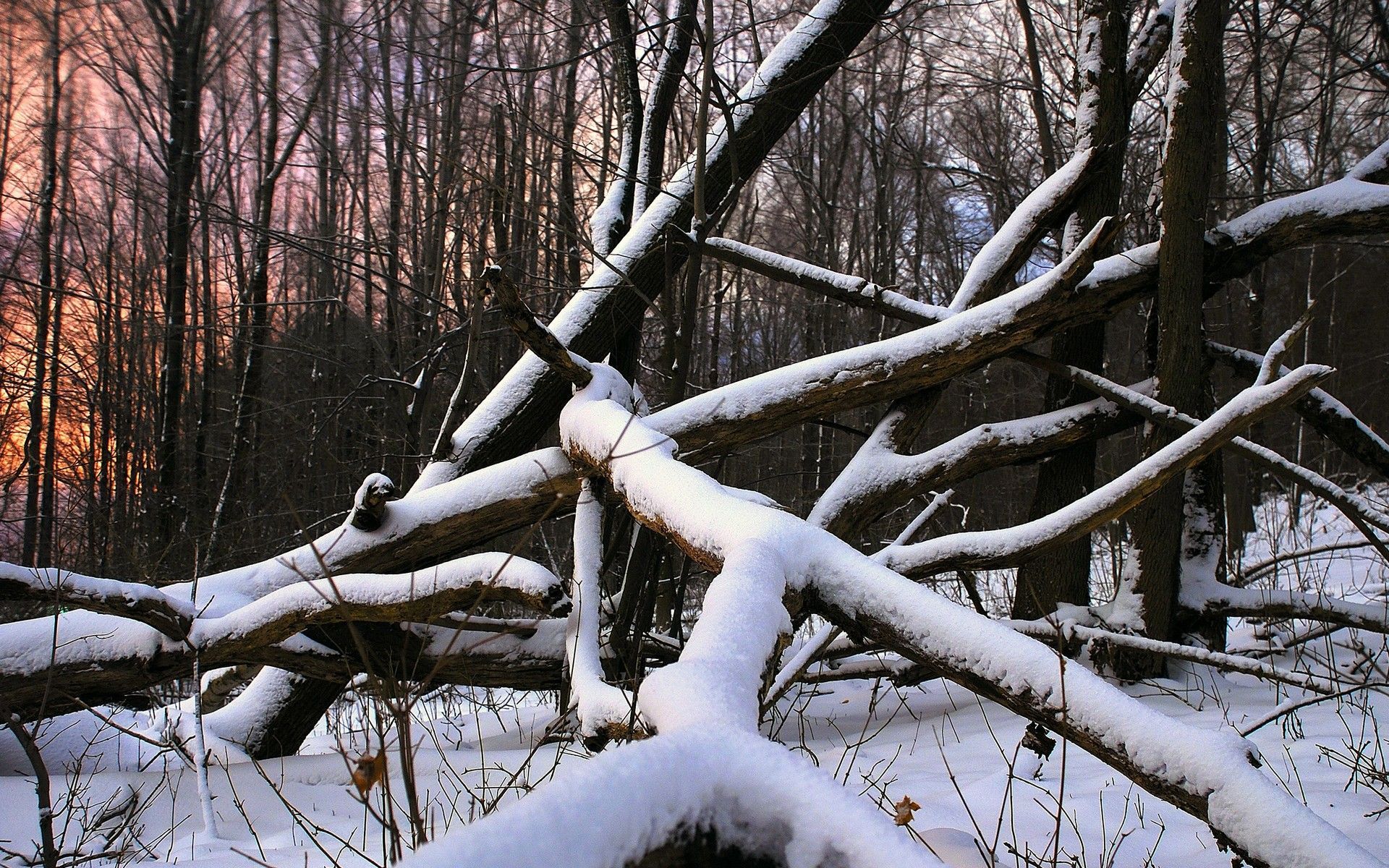 Wallpaper Winter Nature Woods