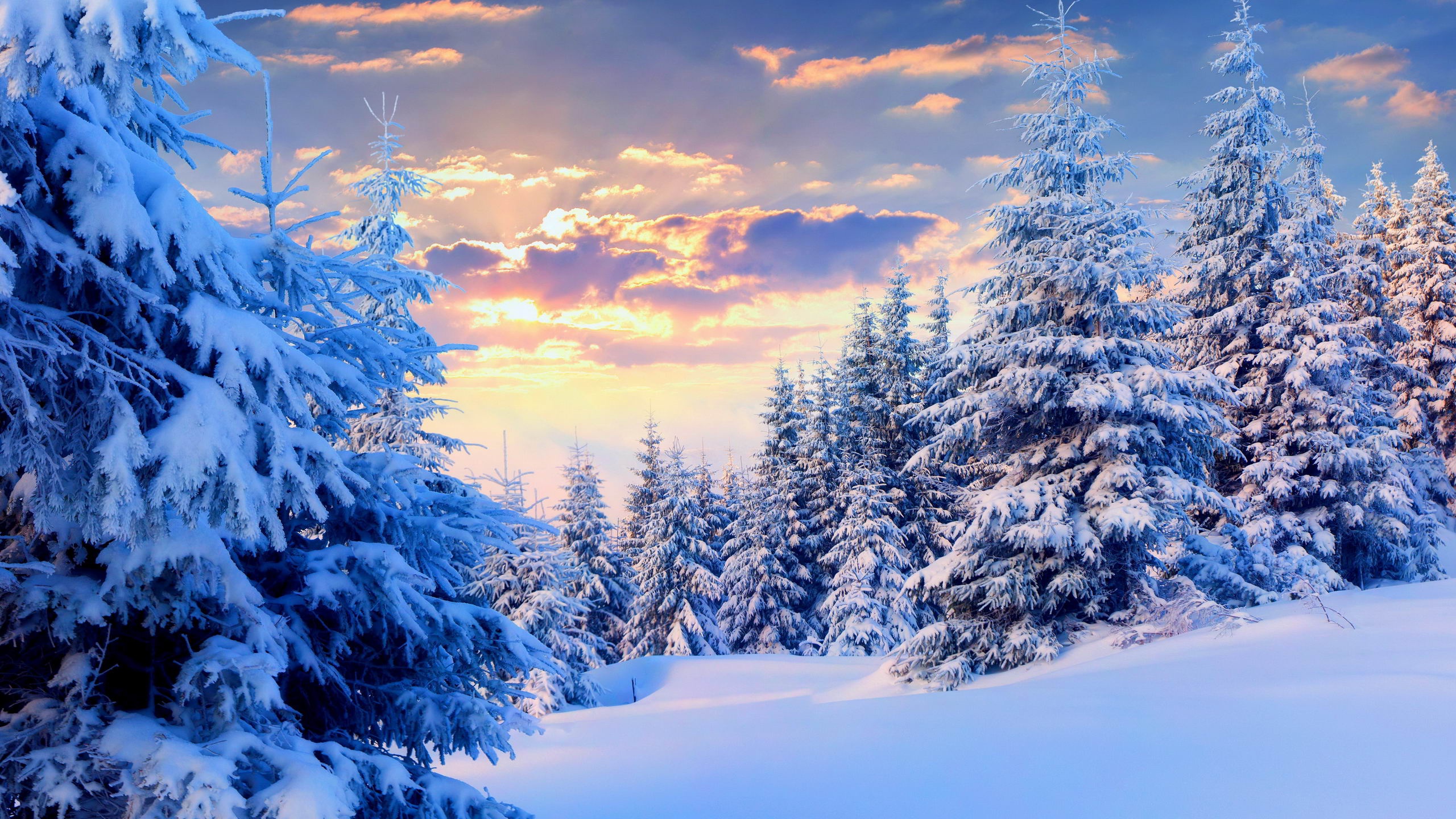 Firs Under Snow Forest Desktop Pc And Mac Wallpaper