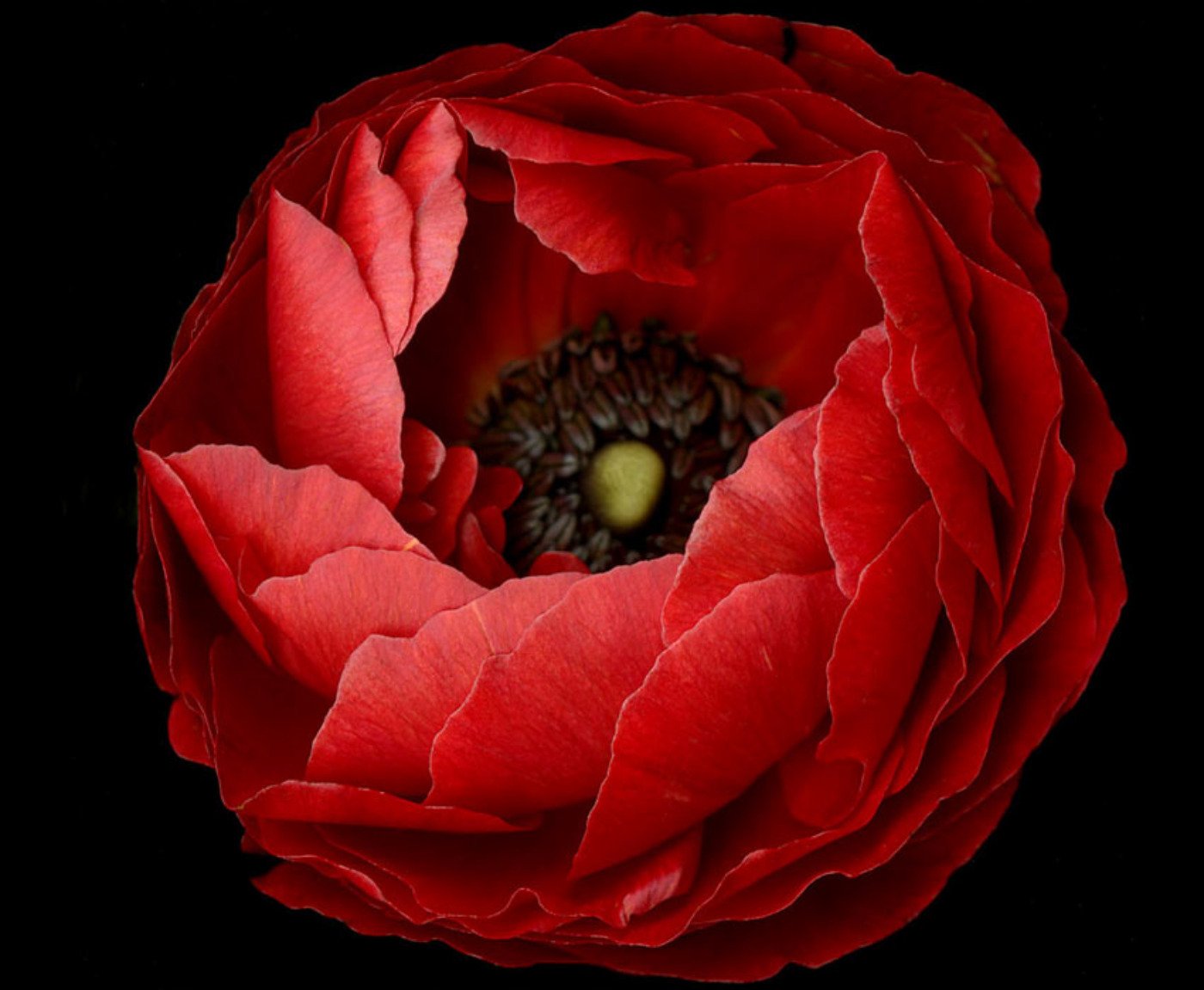 Vivid Red Blossom Wallpaper