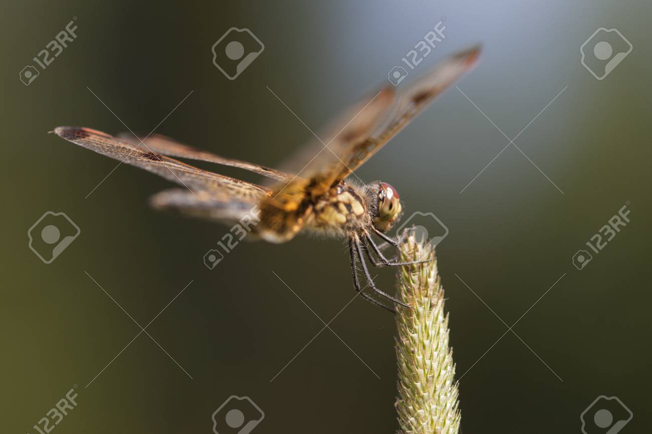 Pretty Dragonfly Clamped On A Twig Isolated Blurry