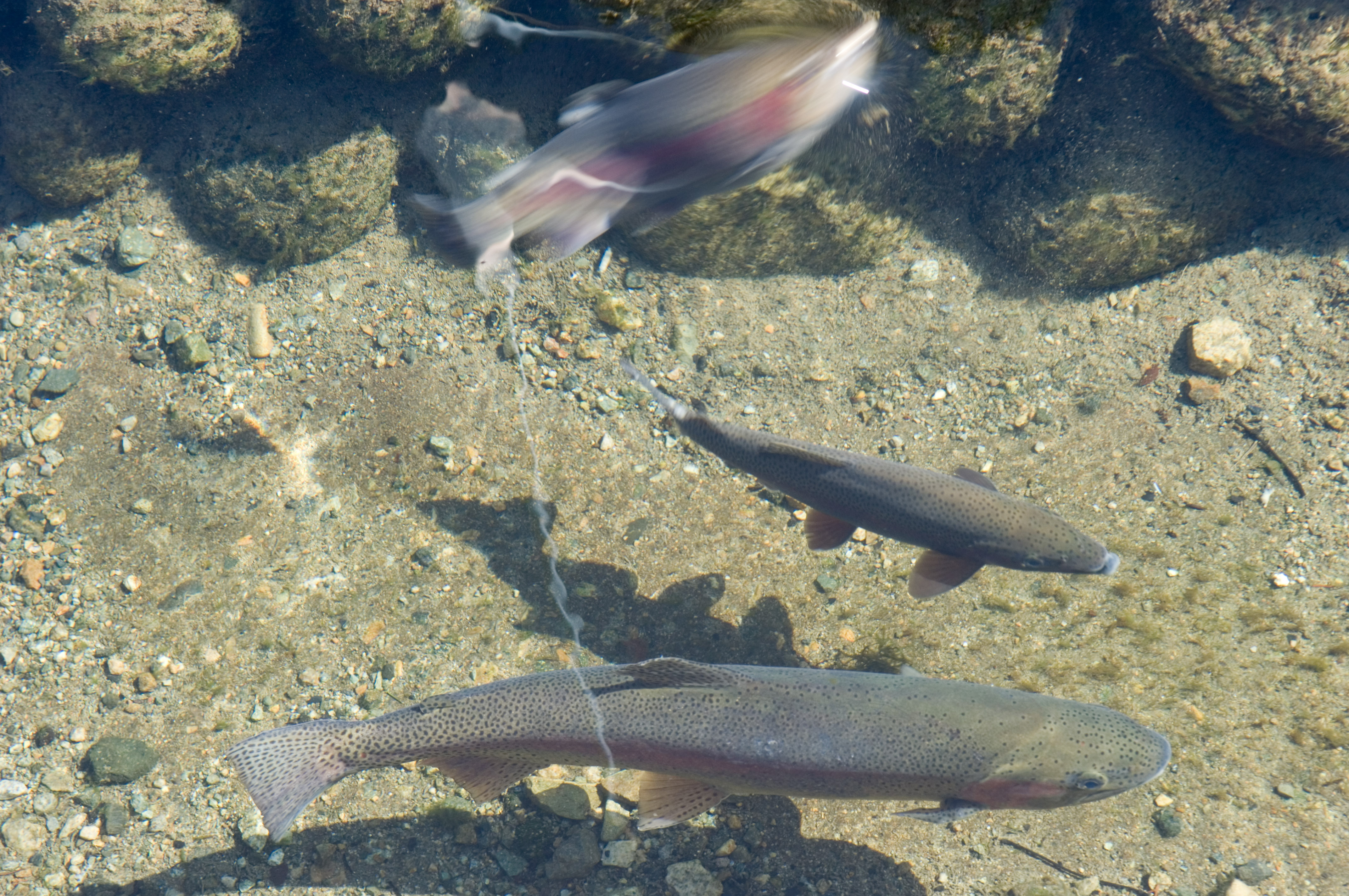 Rainbow Trout In Stream