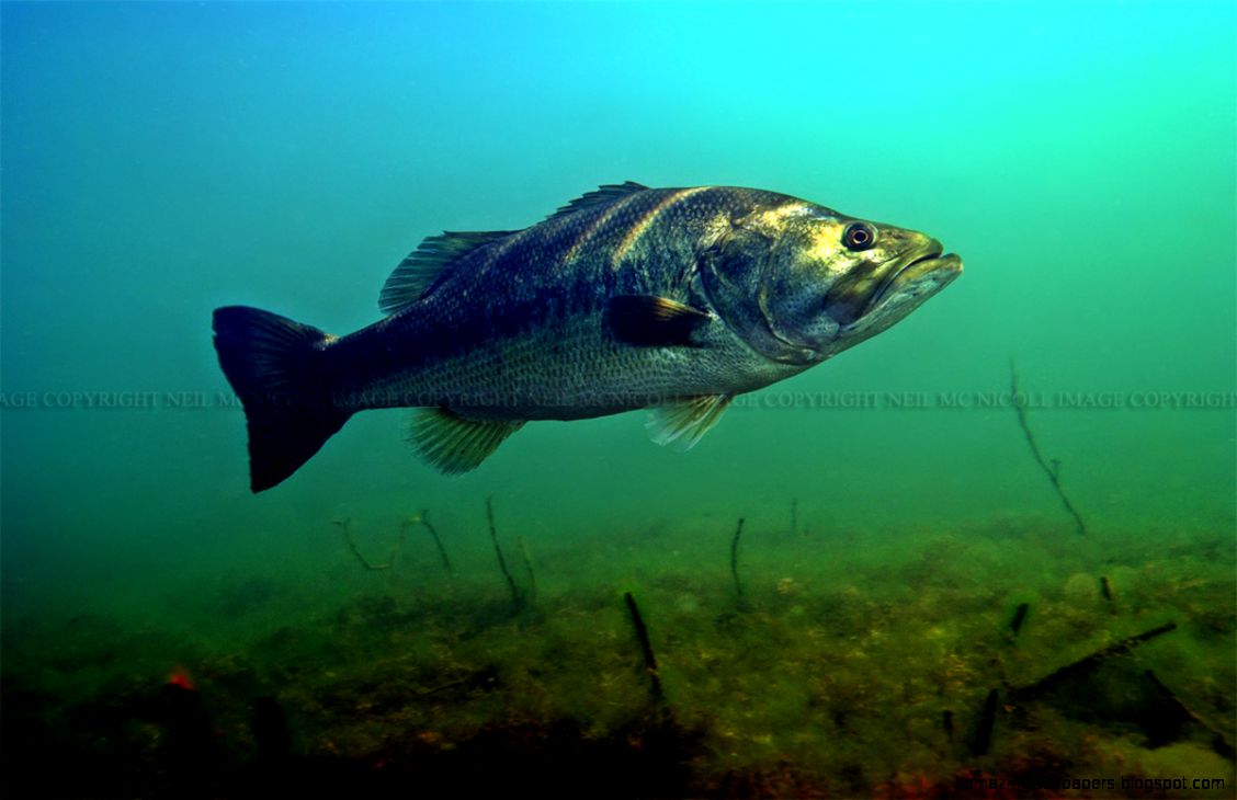 Largemouth Bass Underwater Amazing Wallpaper