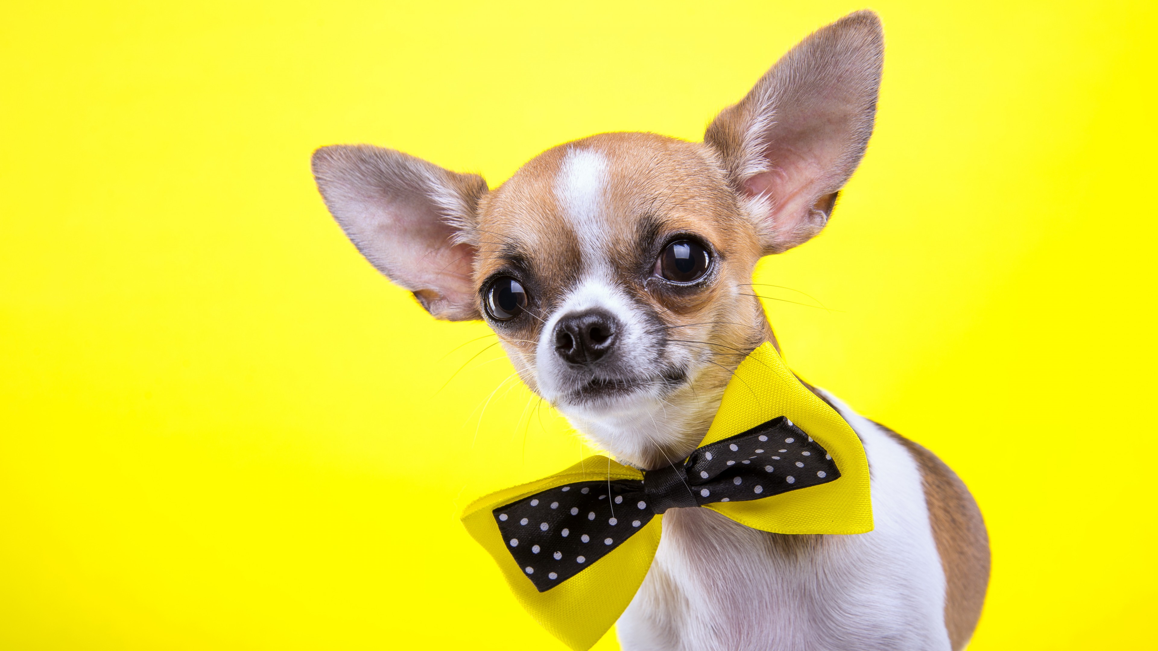 Cute Chihuahua Dog Sweet HD Wallpaper