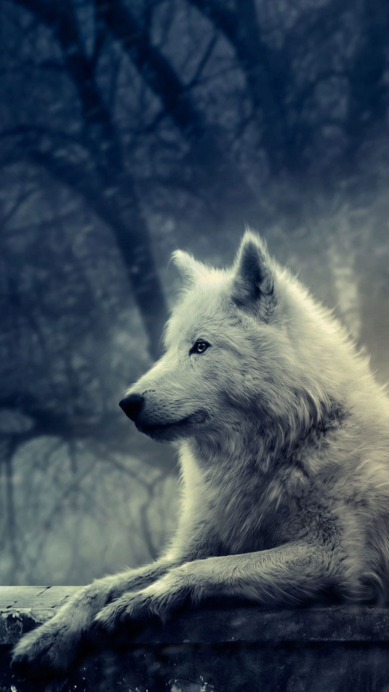 Wolf White Wallpaper For iPhone Pro Max X