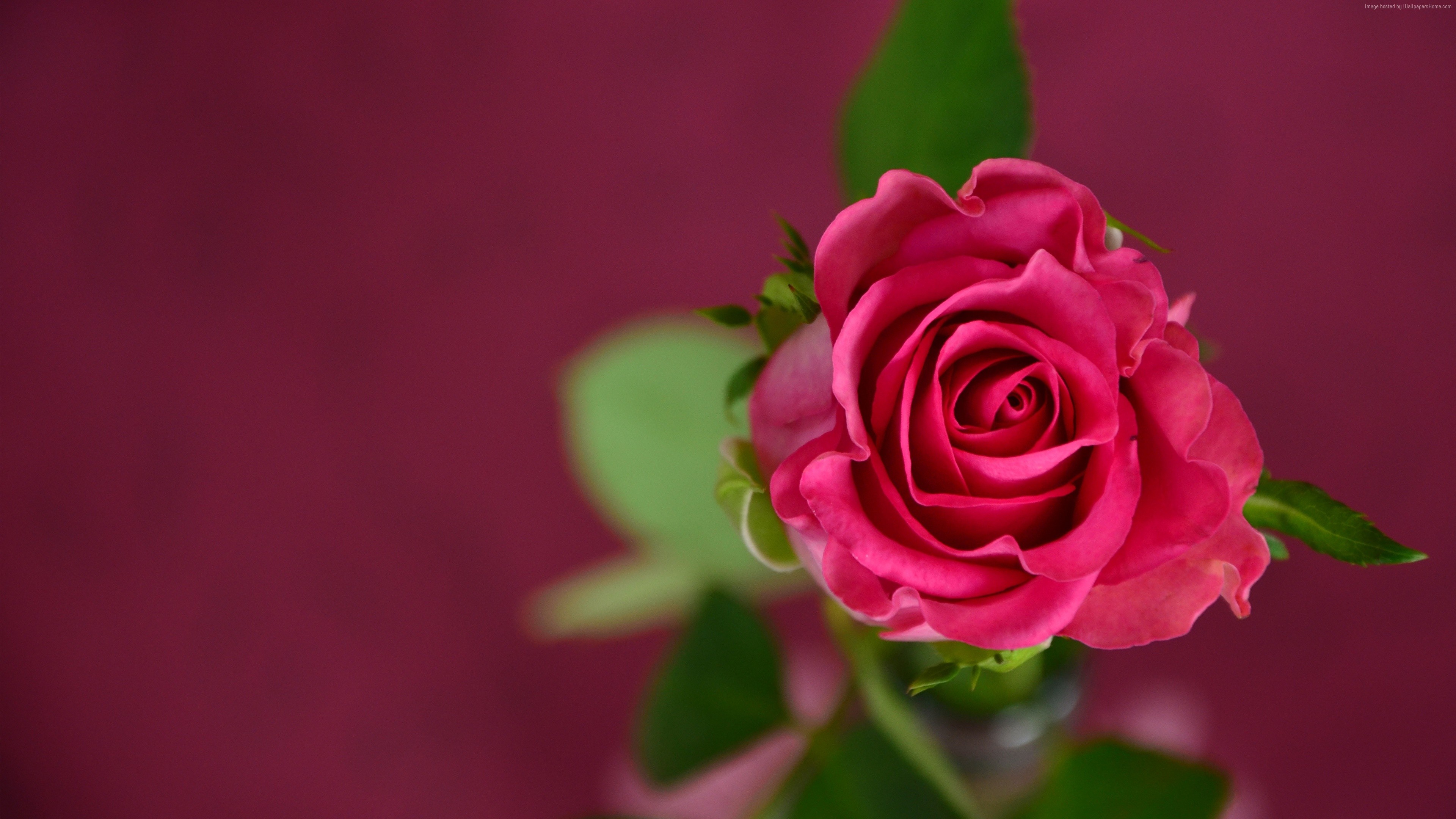 Rose Spring Flower 4k Pink HD Wallpaper