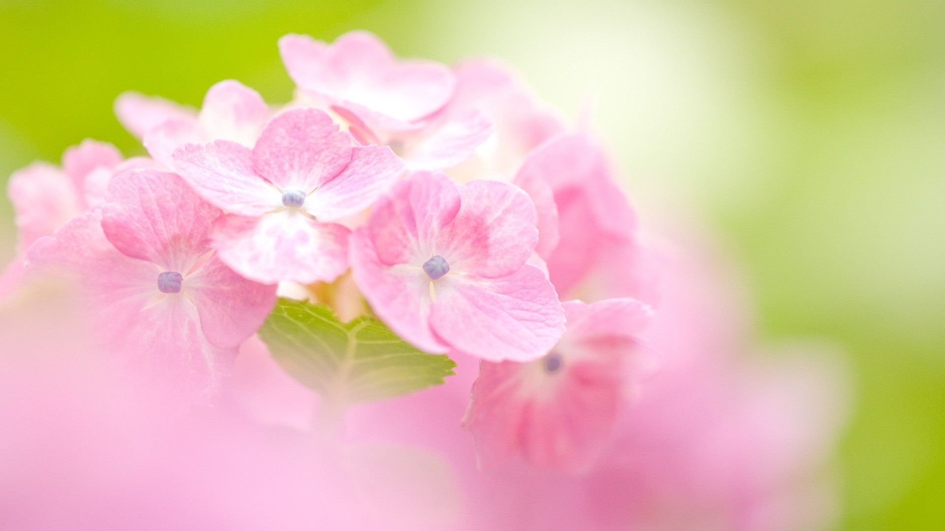 Hydrangea Wallpaper