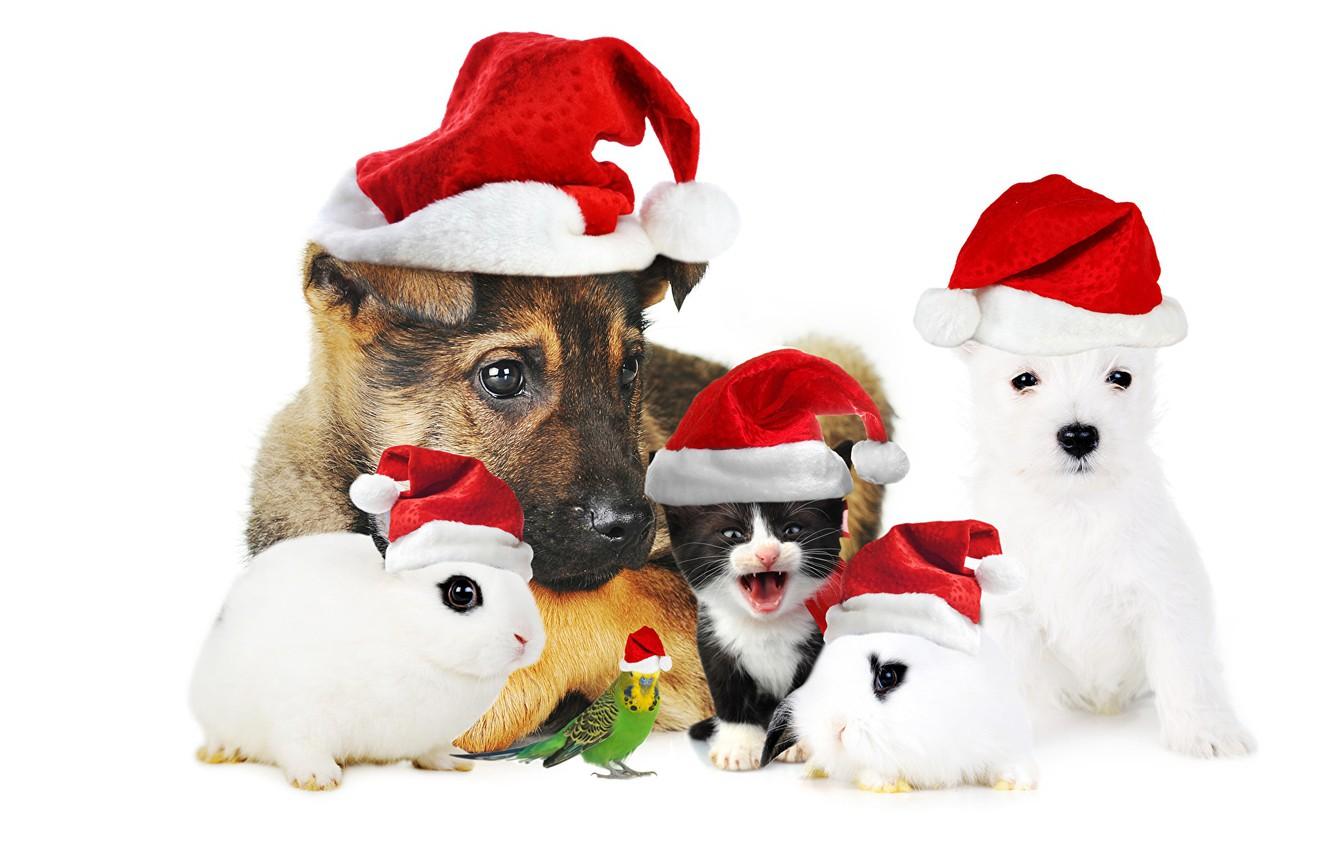 Wallpaper Cat Background Dog Rabbit Parrot New Year Image