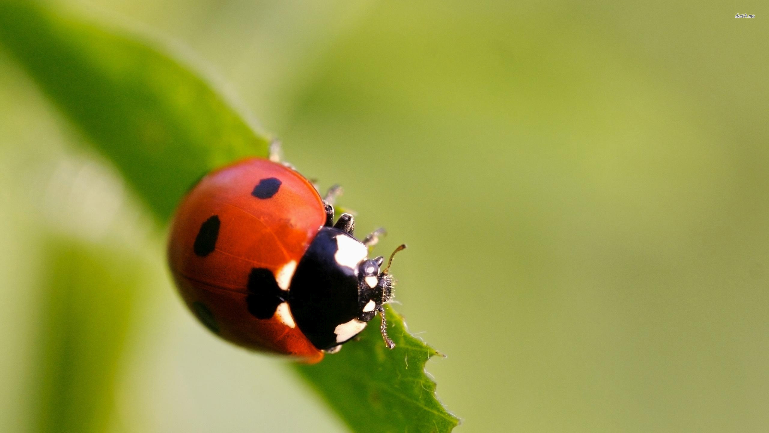 Ladybug Wallpaper Animal
