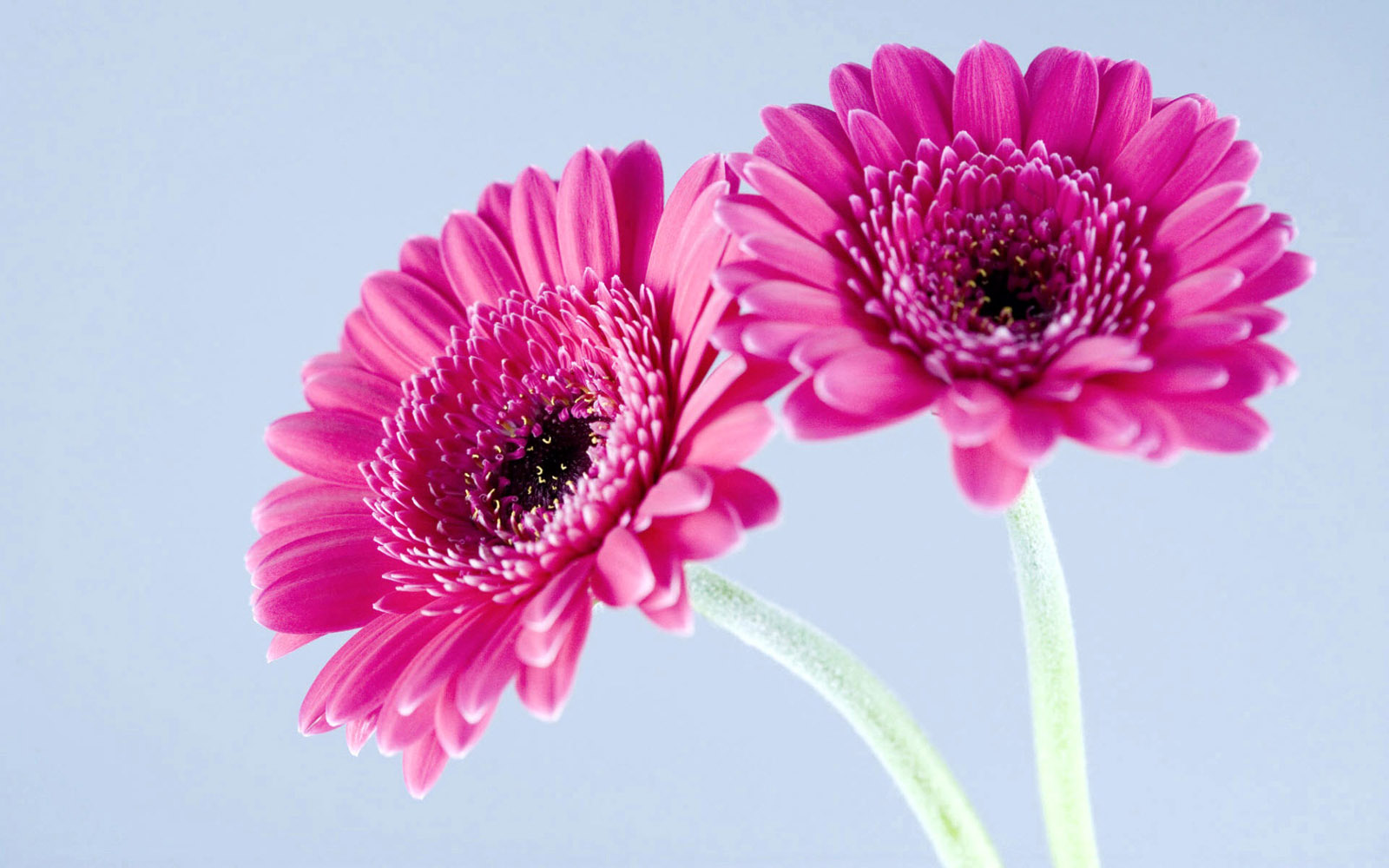 Tag Gerbera Flowers Wallpapers Backgrounds Photos Imagesand 1600x1000