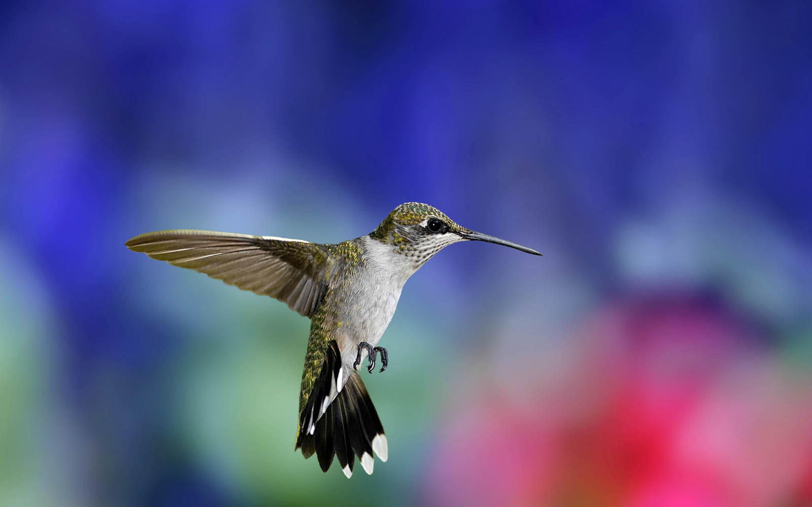 Colorful Humming Bird color on black the WOW factor nature album  Collosal HD wallpaper  Peakpx