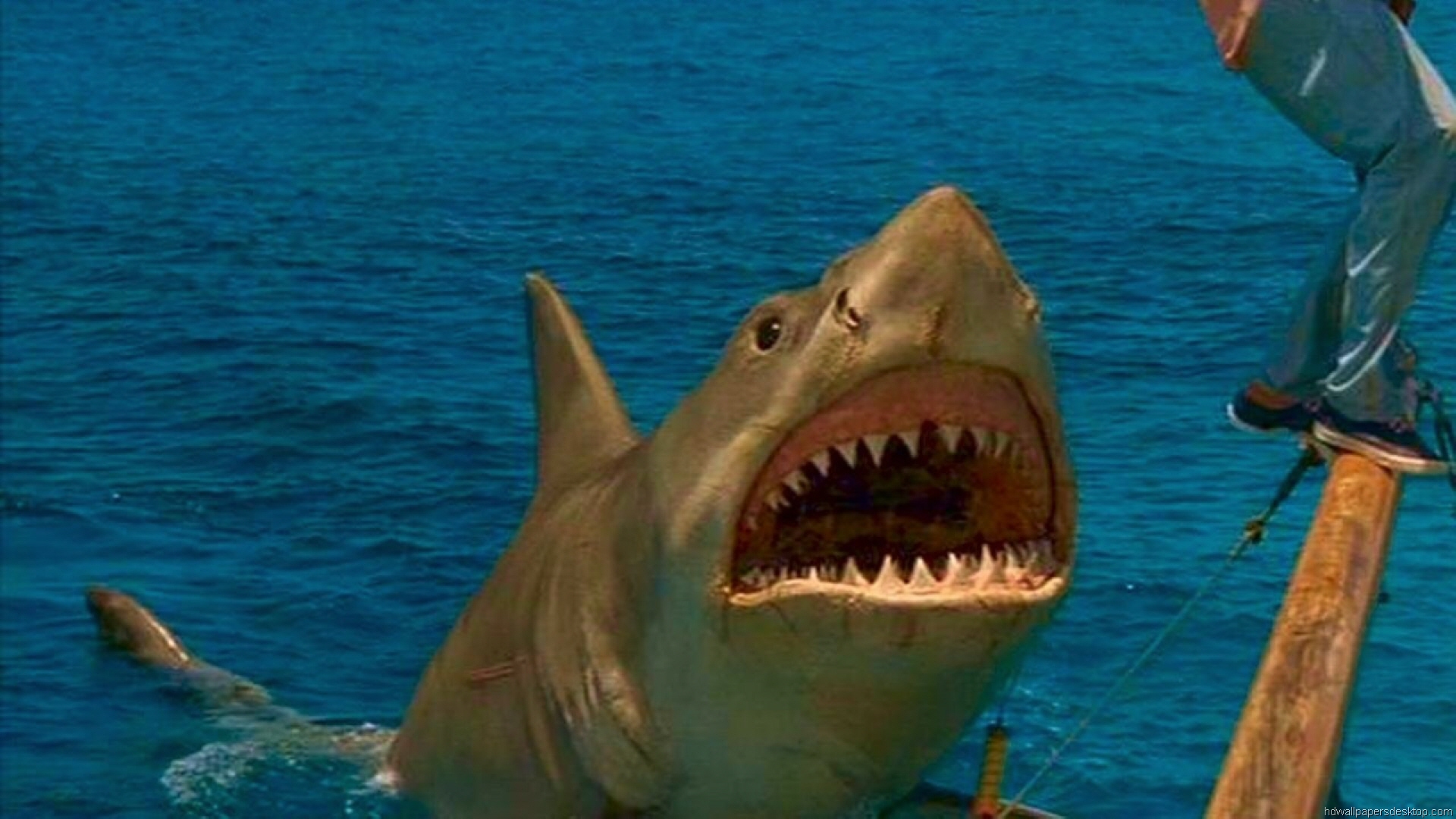 Jaws Movie Wallpaper Pictures To Pin