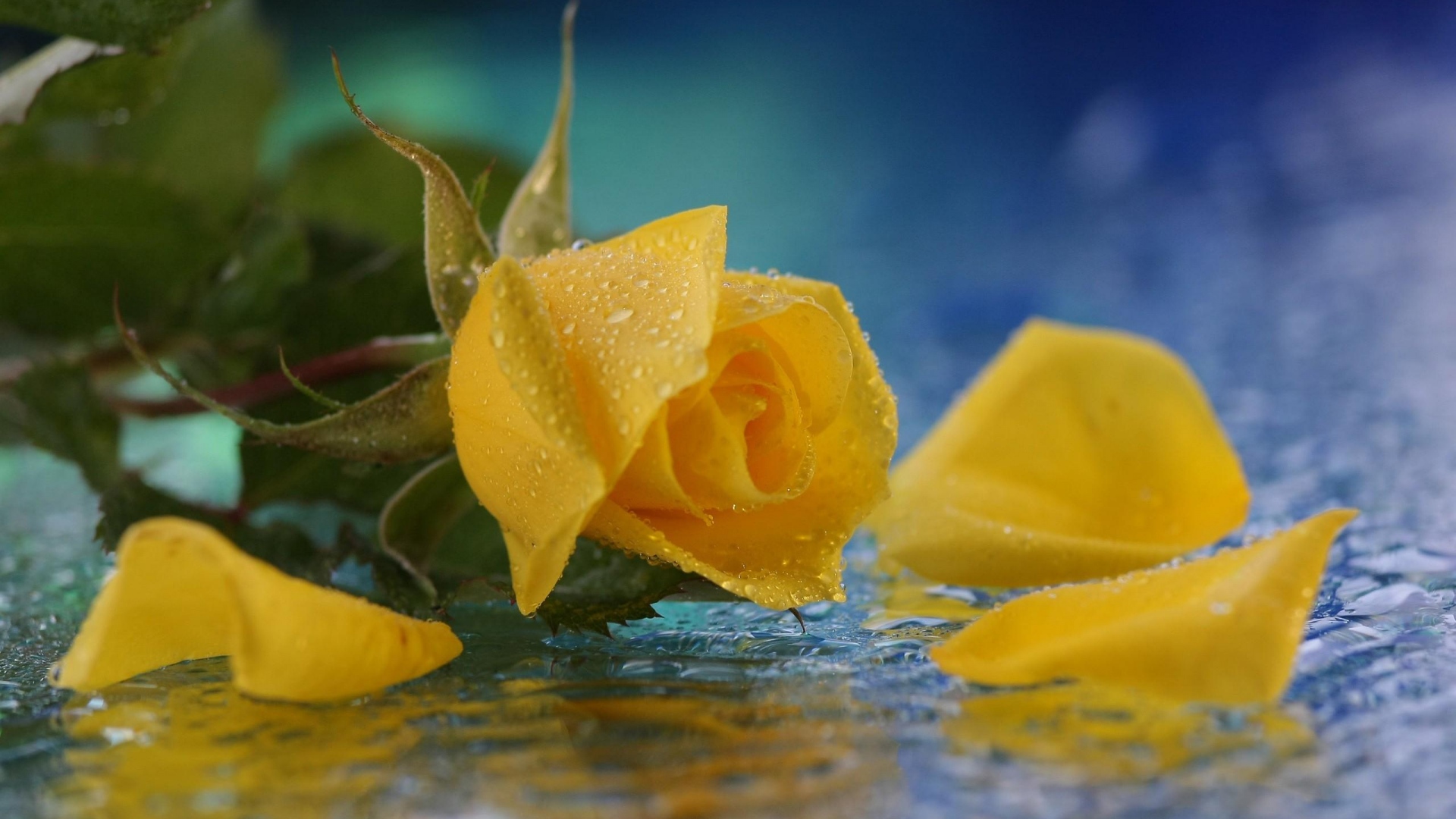 By Stephen Ments Off On Yellow Rose HD Wallpaper