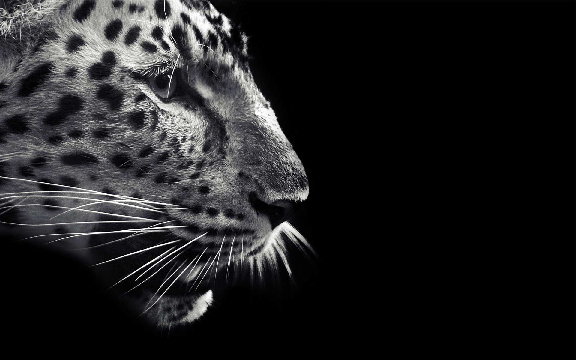 Black And White Jaguar Animal Wallpaper