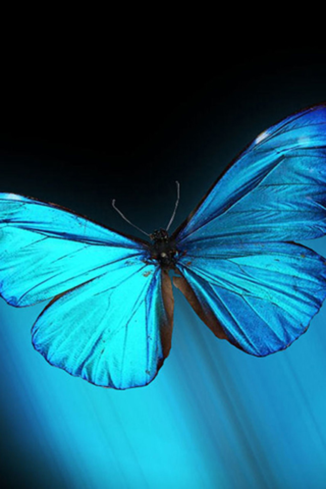 Blue Butterfly iPhone 4s Wallpaper And Background