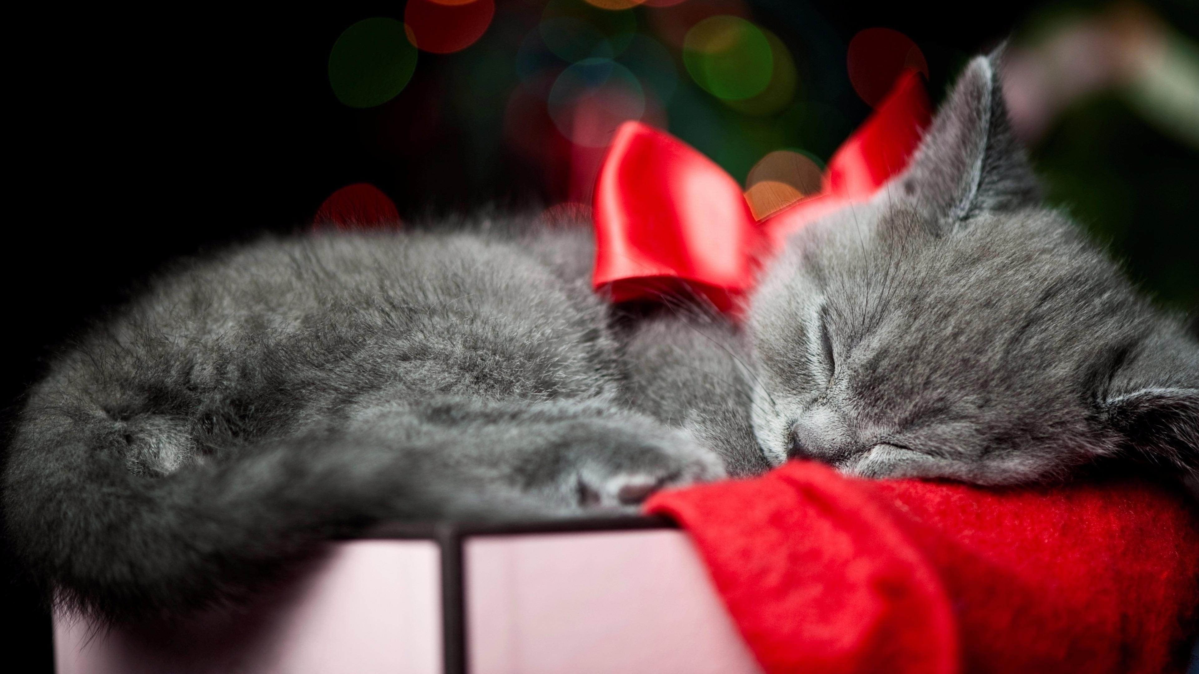 Christmas Kittens Wallpaper Top