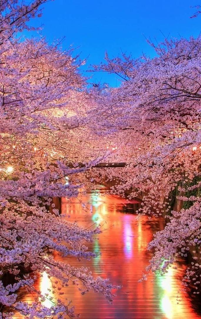 Beautiful Cherry Blossom Wallpaper iPhone 2019 3D iPhone Wallpaper